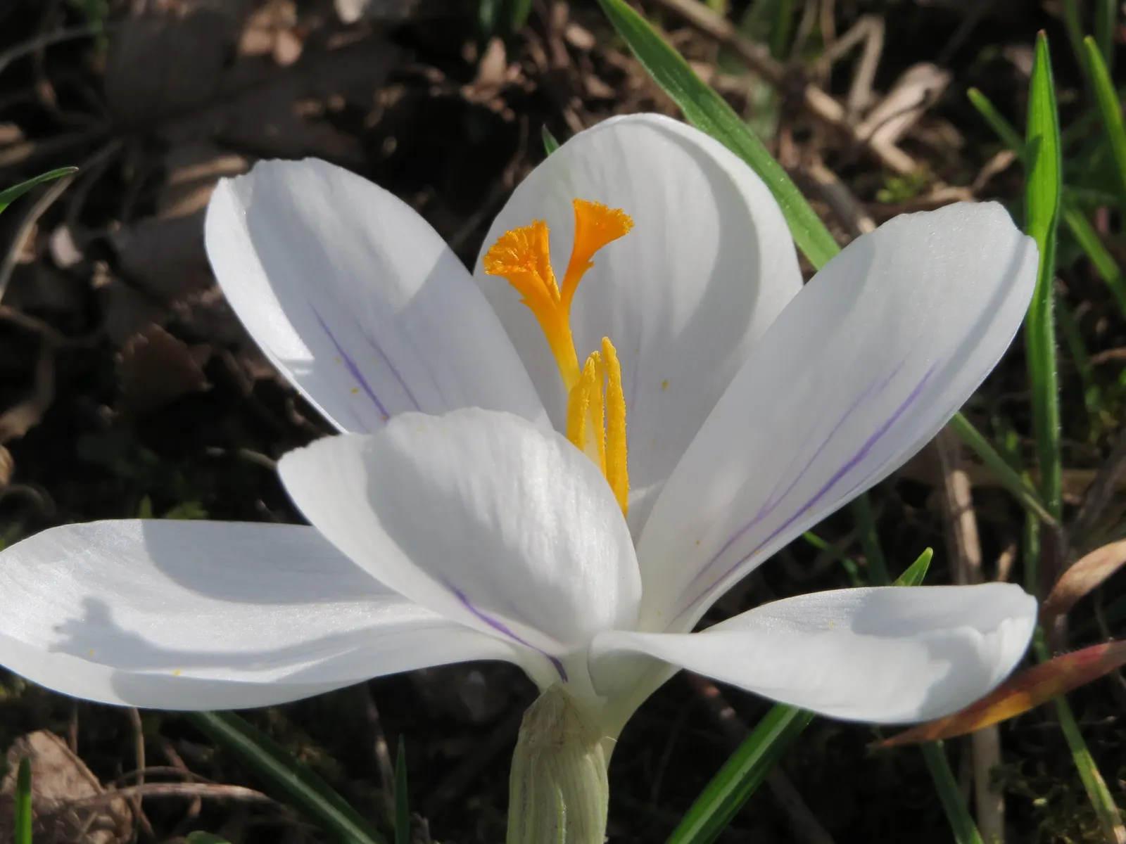 Snow Crocus (Crocus Chrysanthus) — Plant bulbs at a depth of 3 inches, in well-drained soil for a splash of color, image 151