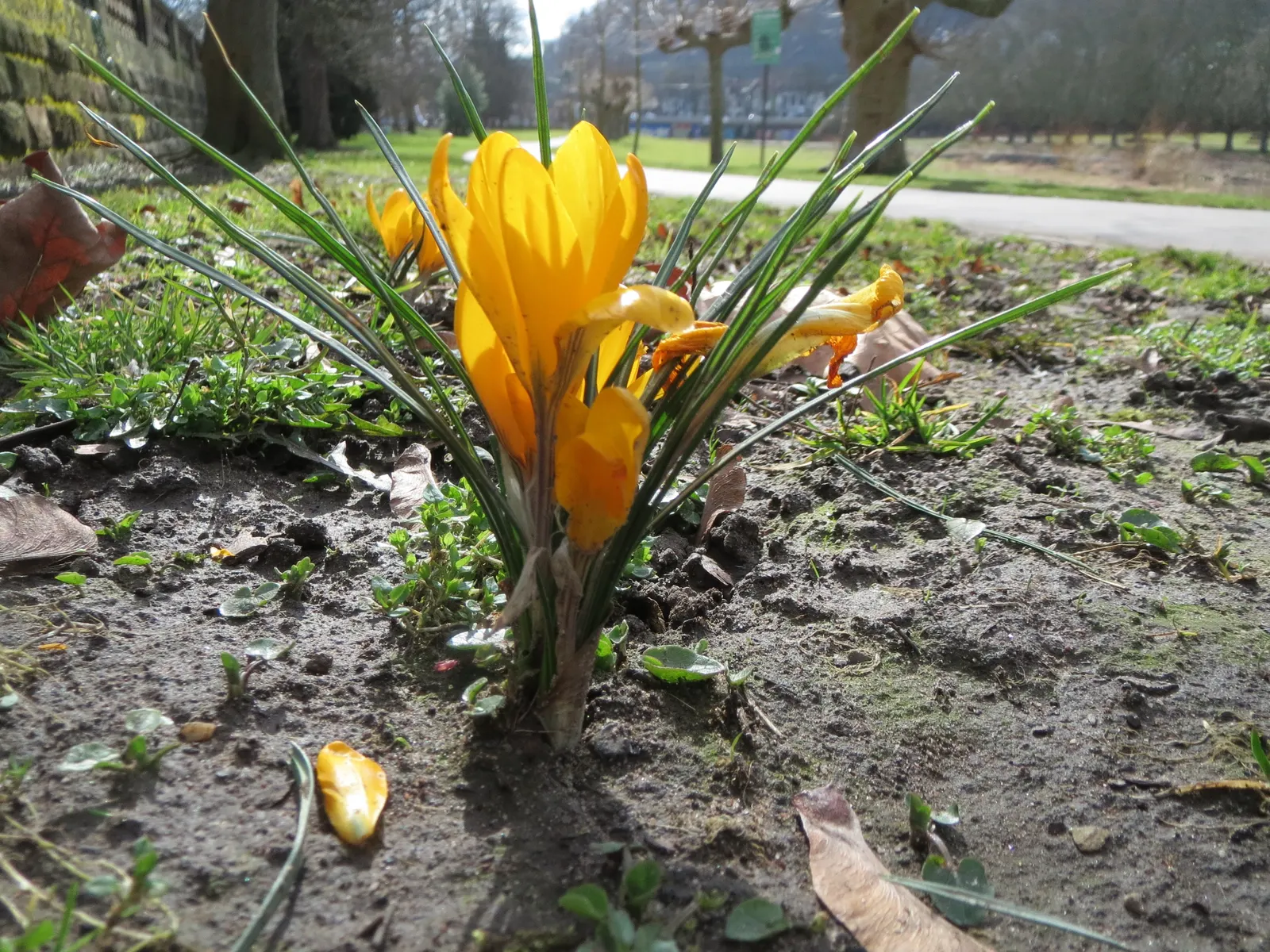 Snow Crocus (Crocus Chrysanthus) — Plant bulbs at a depth of 3 inches, in well-drained soil for a splash of color, image 25