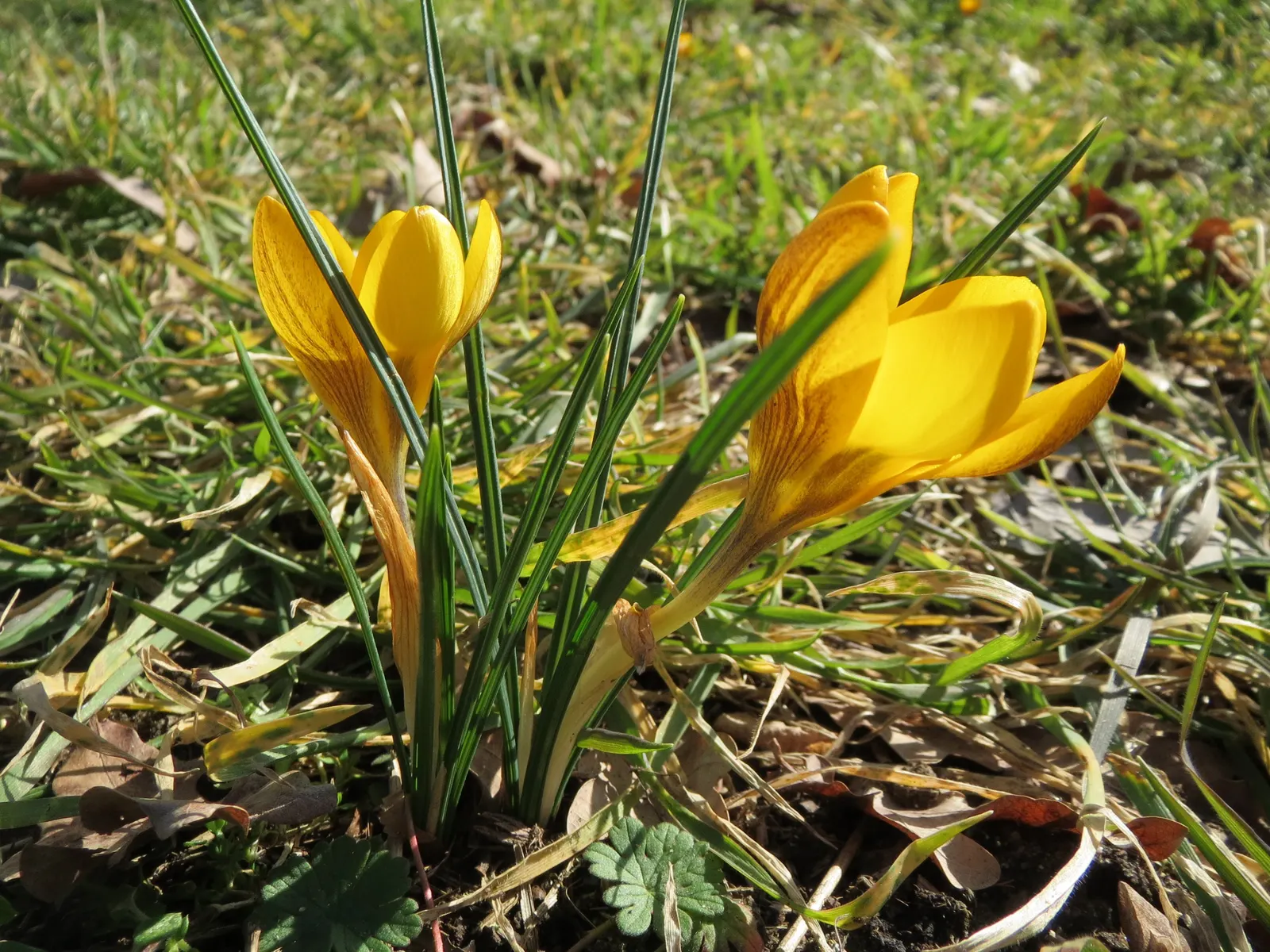 Snow Crocus (Crocus Chrysanthus) — bulb for full or half; contributing to a thriving ecosystem within your client's garden sanctuary, image 126