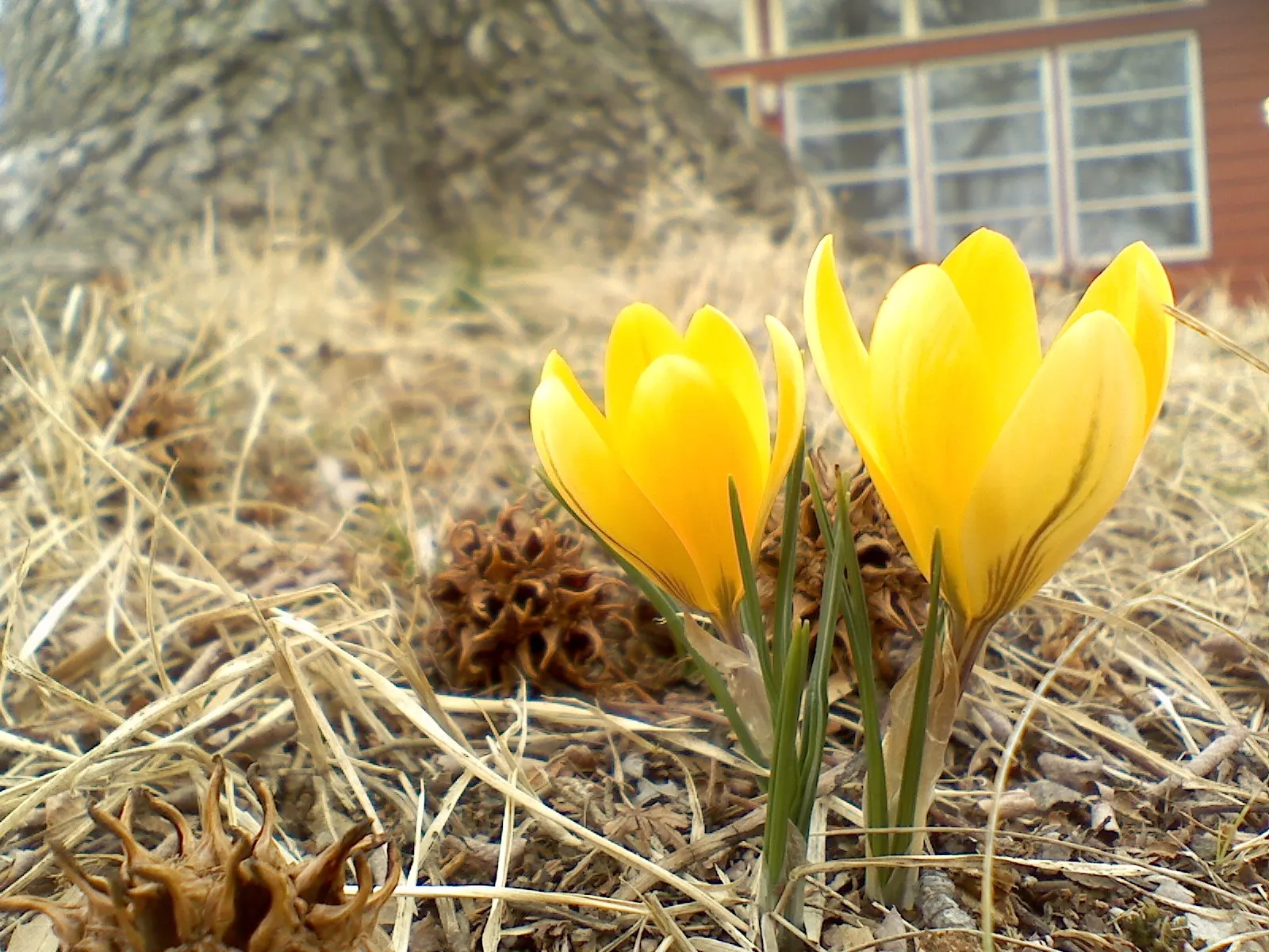 Snow Crocus (Crocus Chrysanthus) — the Snow Crocus reaches a modest height of 3 to 4 inches and bears a width of approximately 2 to 3 inches