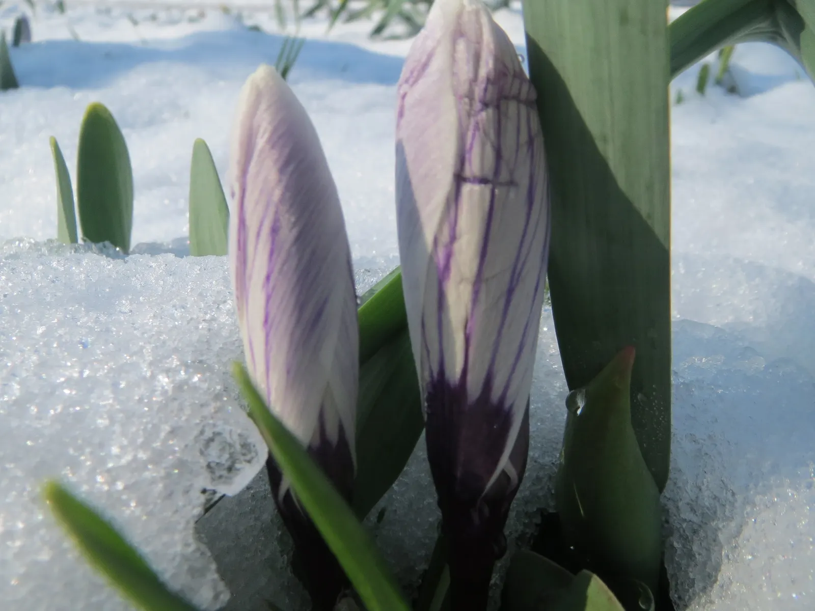 Snow Crocus (Crocus Chrysanthus) — making it ideal for planting in rock gardens; plant bulbs at a depth of 3 inches, in well-drained soil for a, image 73