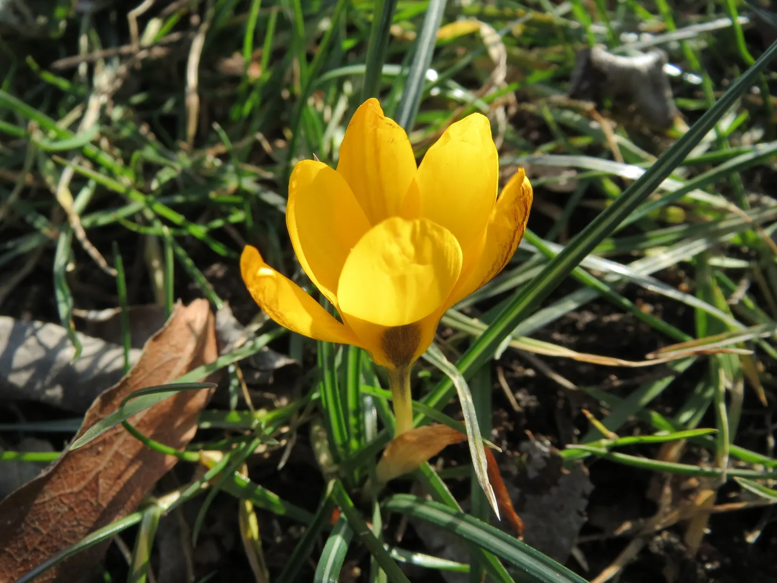 Snow Crocus (Crocus Chrysanthus) — contributing to a thriving ecosystem within your client's garden sanctuary, image 165