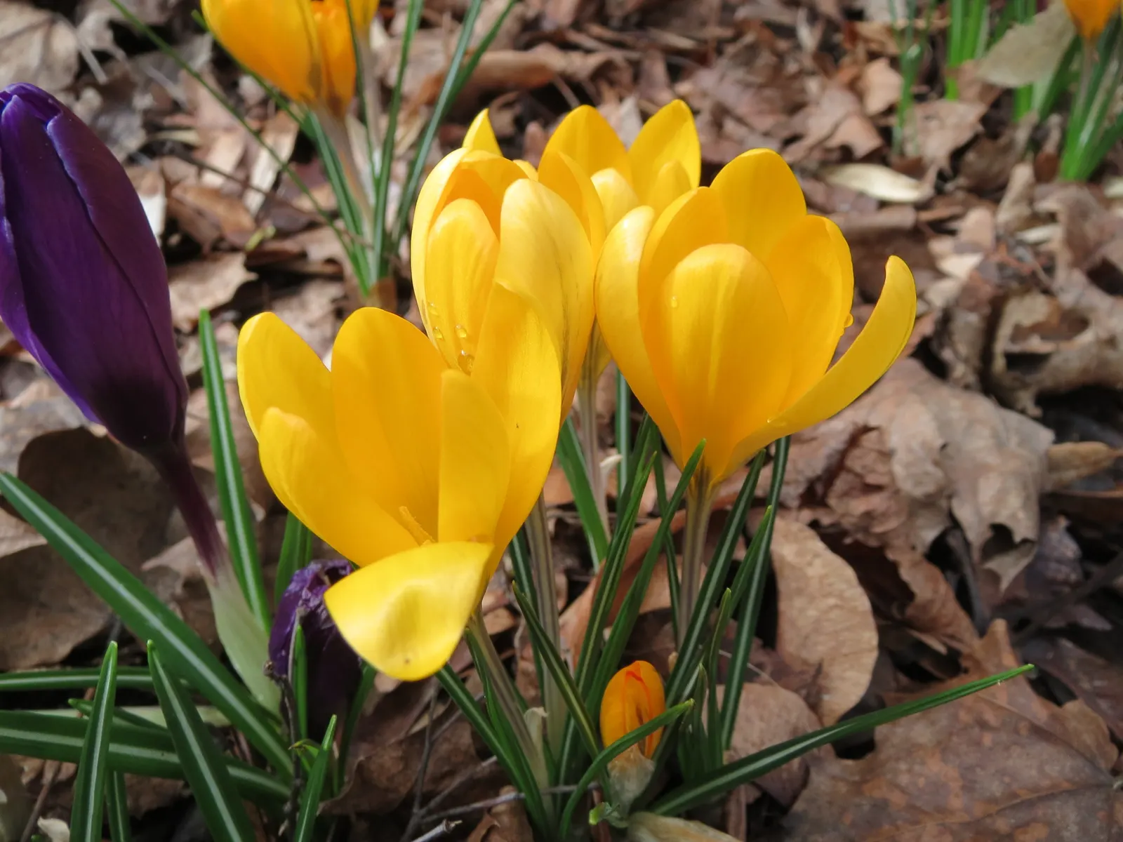Snow Crocus (Crocus Chrysanthus) — making it ideal for planting in rock gardens; plant bulbs at a depth of 3 inches, in well-drained soil for a, image 94