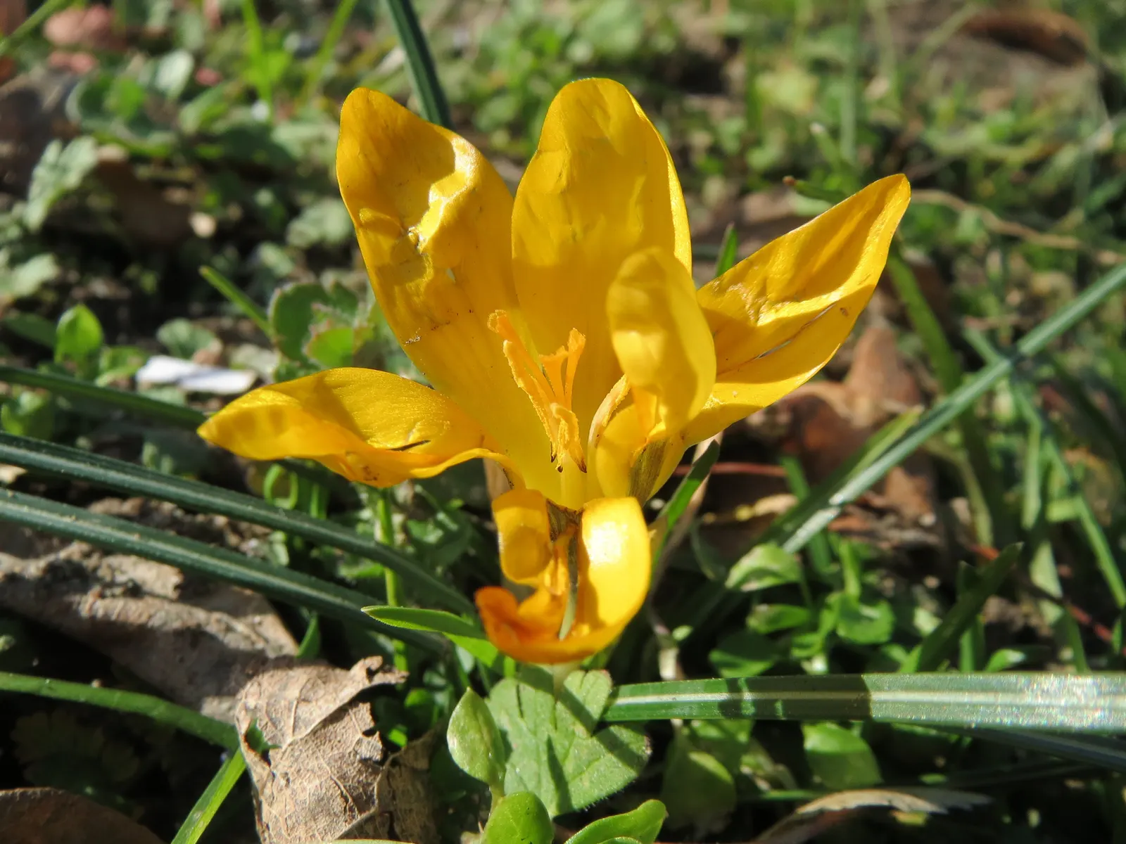 Snow Crocus (Crocus Chrysanthus) — The flowers come in a splendid array, image 95