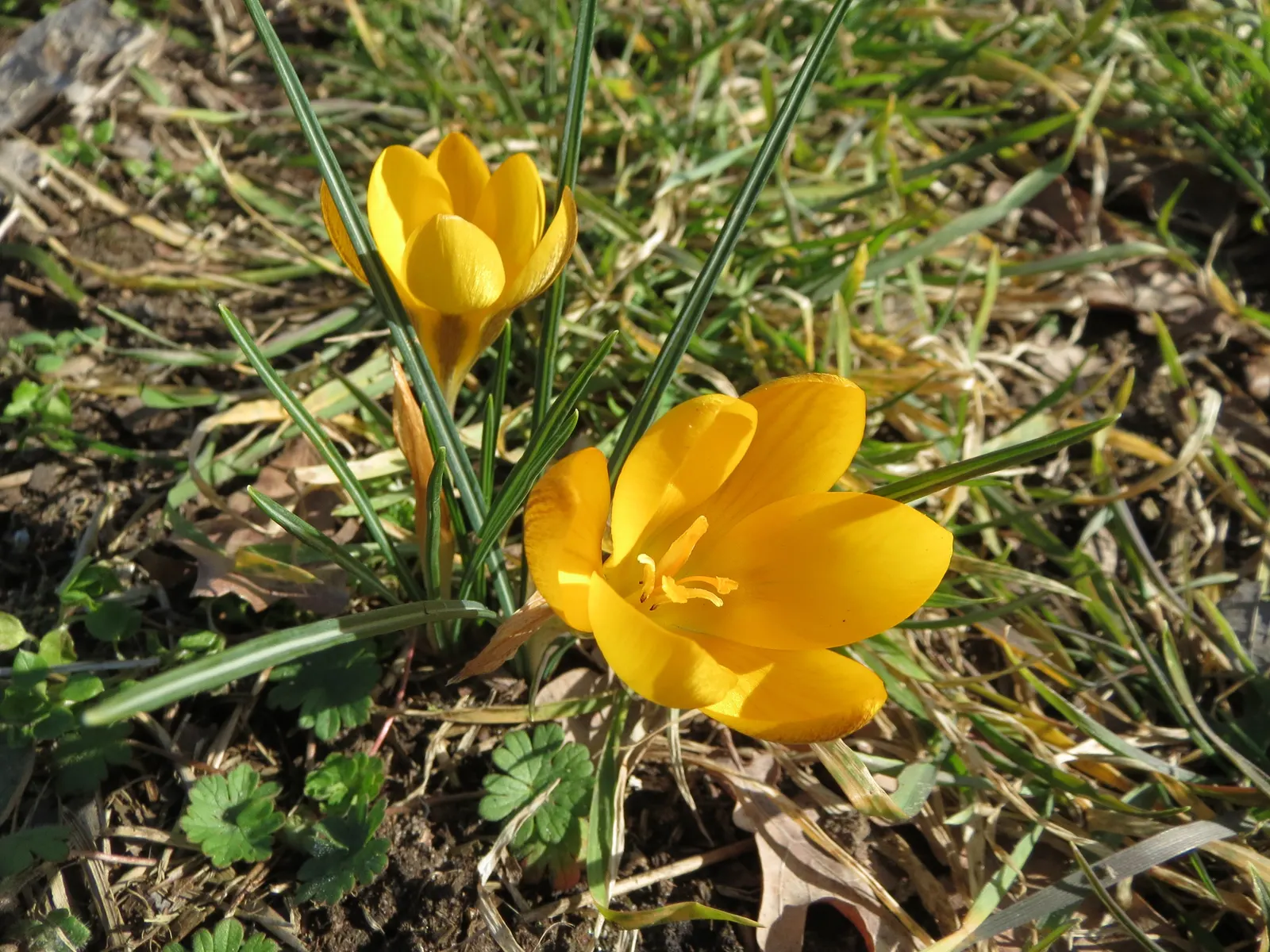 Snow Crocus (Crocus Chrysanthus) — the Snow Crocus should be planted in well-drained soil with a preference for full to partial sunlight exposure, image 120