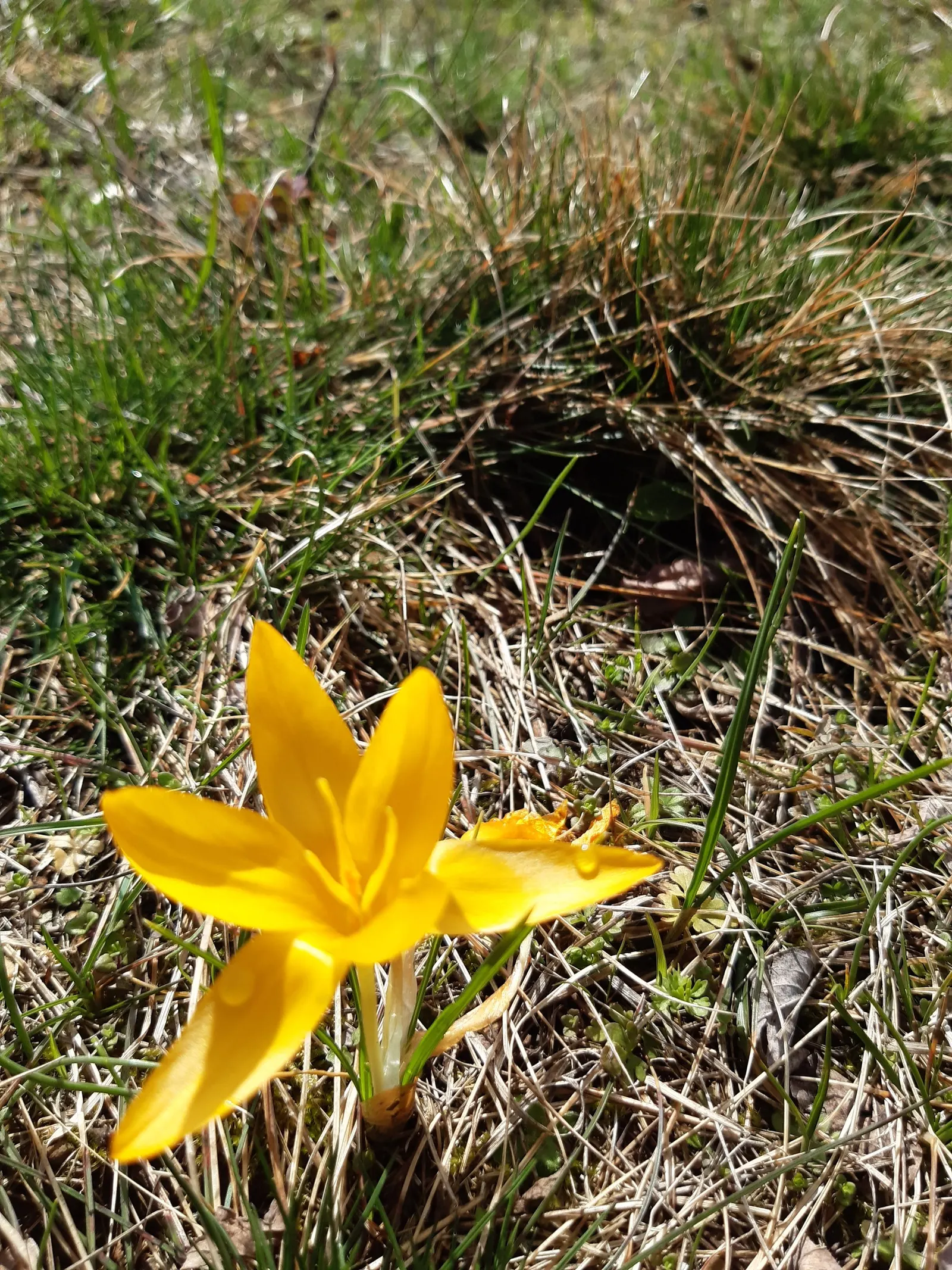 Snow Crocus (Crocus Chrysanthus) — is an early spring herald with a bloom size of about 1-1.5 inches; plant bulbs at a depth of 3 inches, in well-drained soil