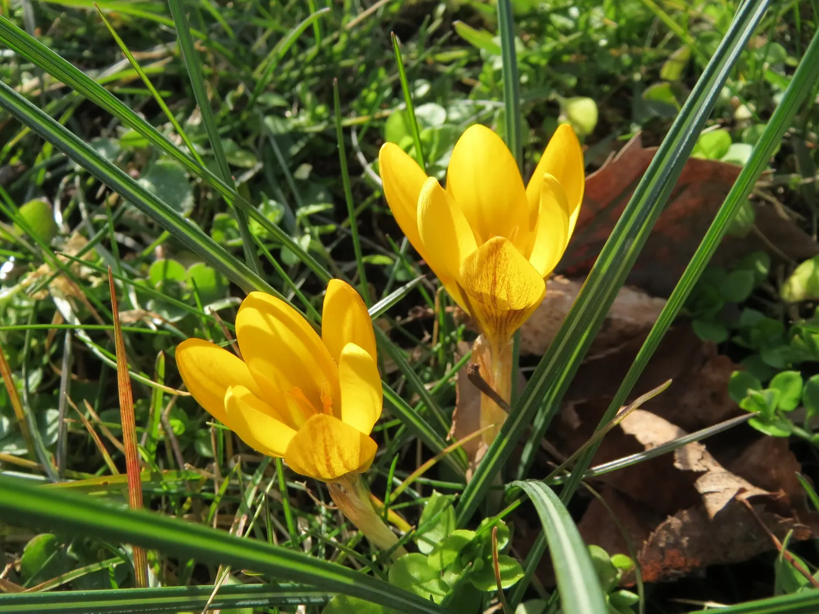 Snow Crocus (Crocus Chrysanthus) — from creamy whites and sunny yellows to deep purples and bicolored petals; contributing to a thriving ecosystem, image 54