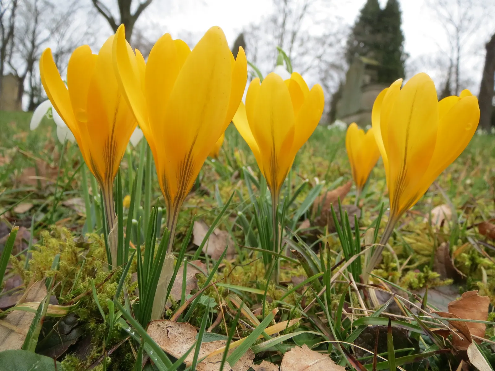 Snow Crocus (Crocus Chrysanthus) — Ideal for rock gardens and naturalizing