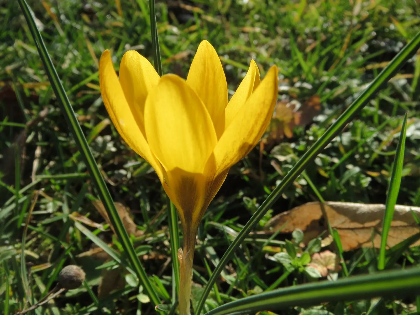 Snow Crocus (Crocus Chrysanthus) — These hardy perennials feature goblet-shaped flowers in varied hues; contributing to a thriving ecosystem within, image 66