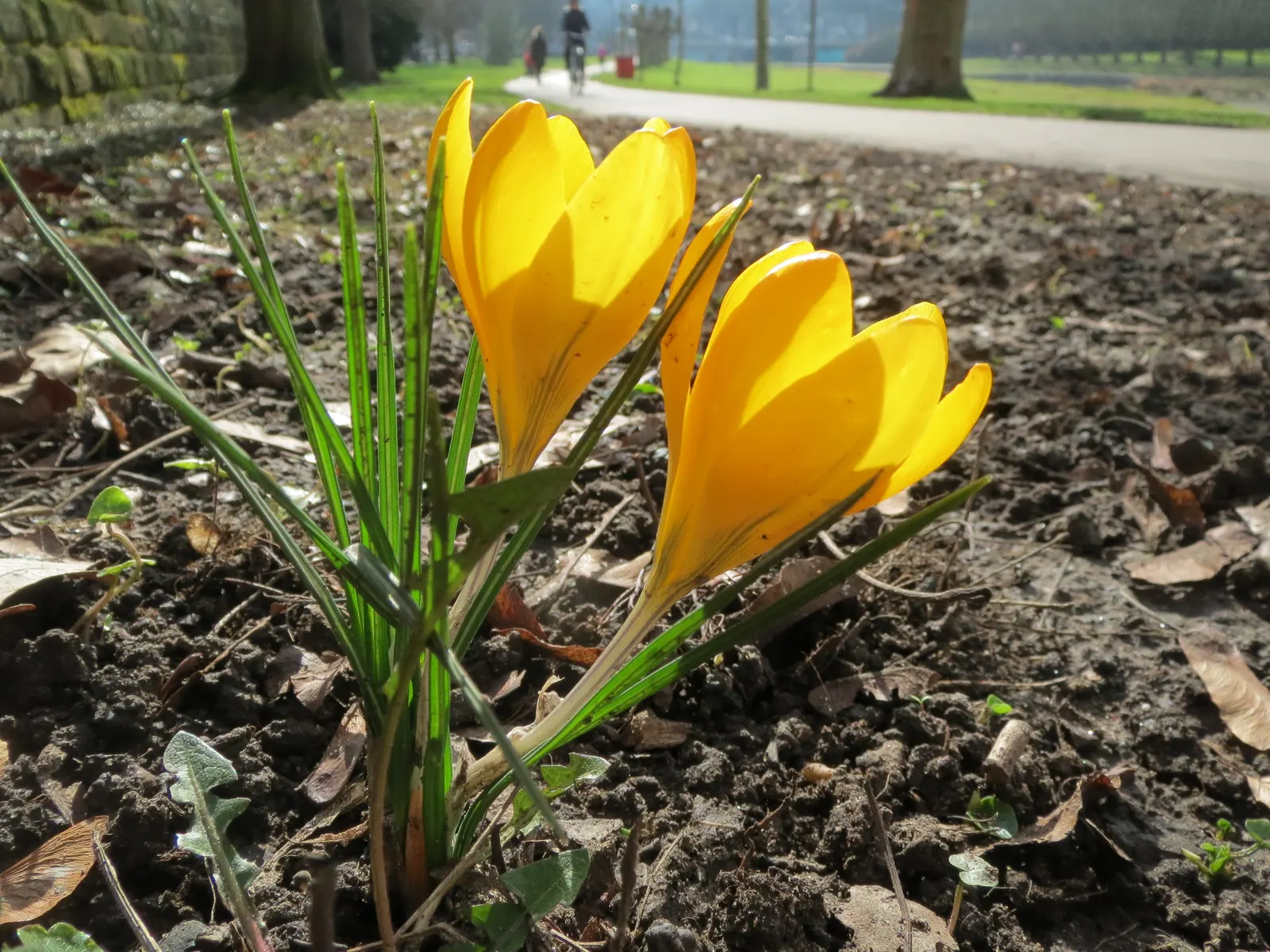 Snow Crocus (Crocus Chrysanthus) — the Snow Crocus should be planted in well-drained soil with a preference for full to partial sunlight exposure; contributing