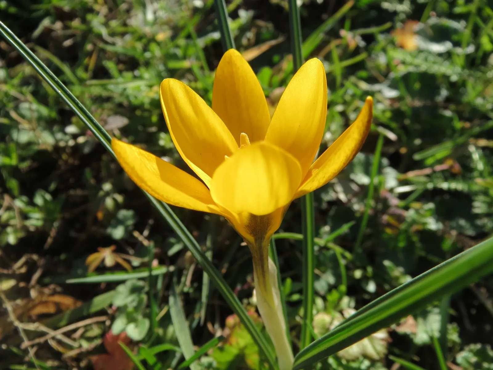 Snow Crocus (Crocus Chrysanthus) — silvery or golden throated center
