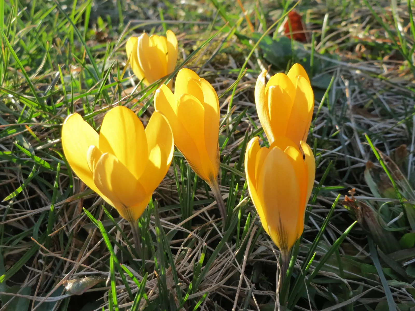 Snow Crocus (Crocus Chrysanthus) — the Snow Crocus should be planted in well-drained soil with a preference for full to partial sunlight exposure, image 162