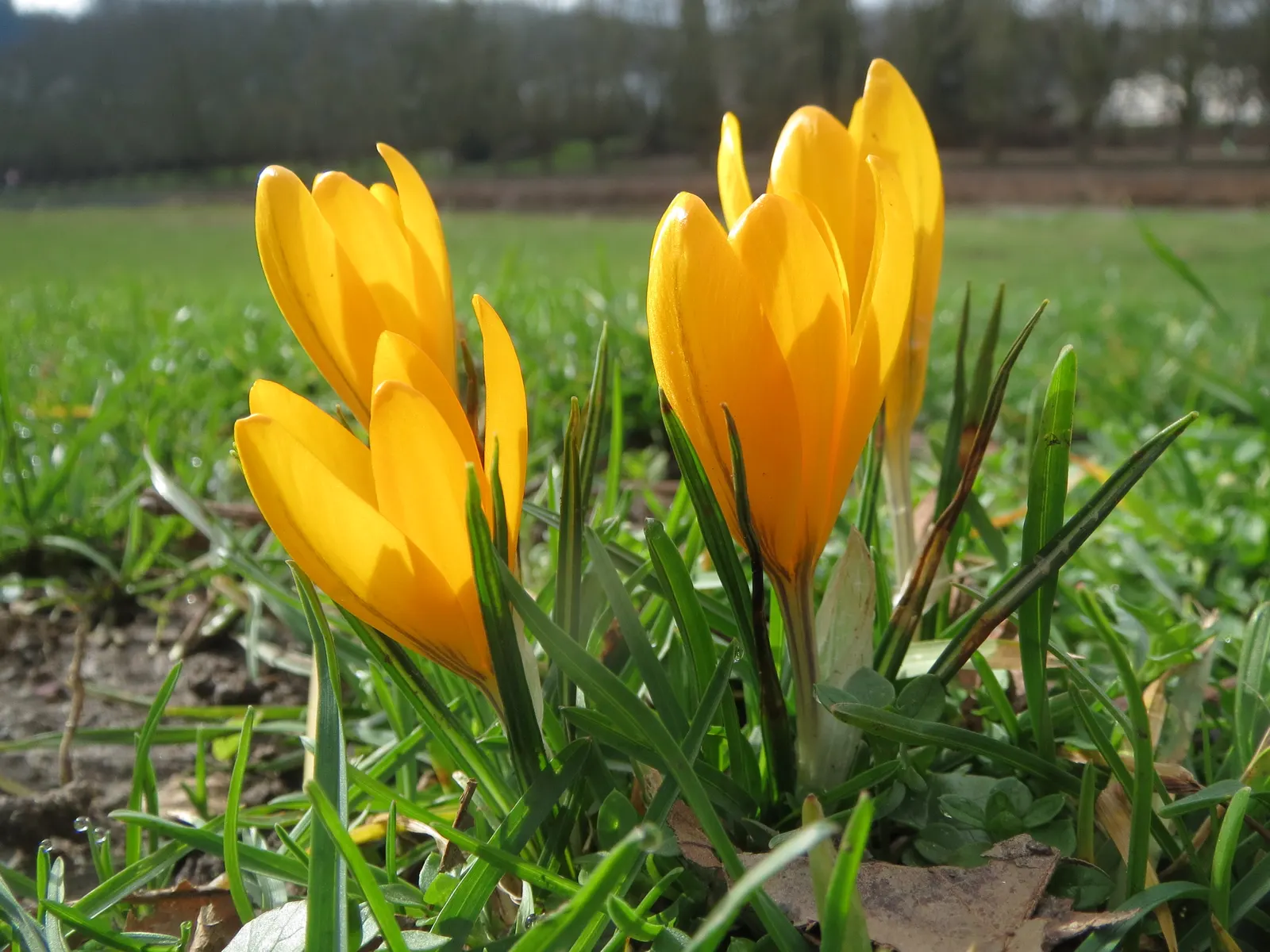 Snow Crocus (Crocus Chrysanthus) — These hardy perennials feature goblet-shaped flowers in varied hues; contributing to a thriving ecosystem within, image 108