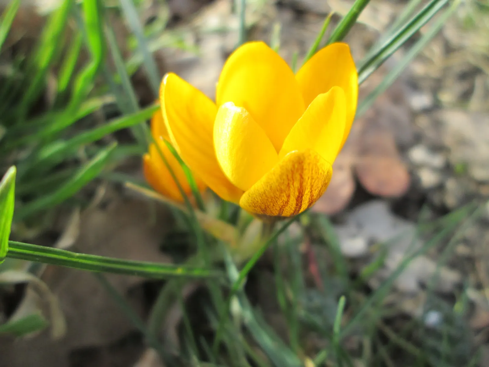Snow Crocus (Crocus Chrysanthus) — The cup-shaped flowers perched on slender stalks emerge from grass-like foliage that is finely textured; the, image 161