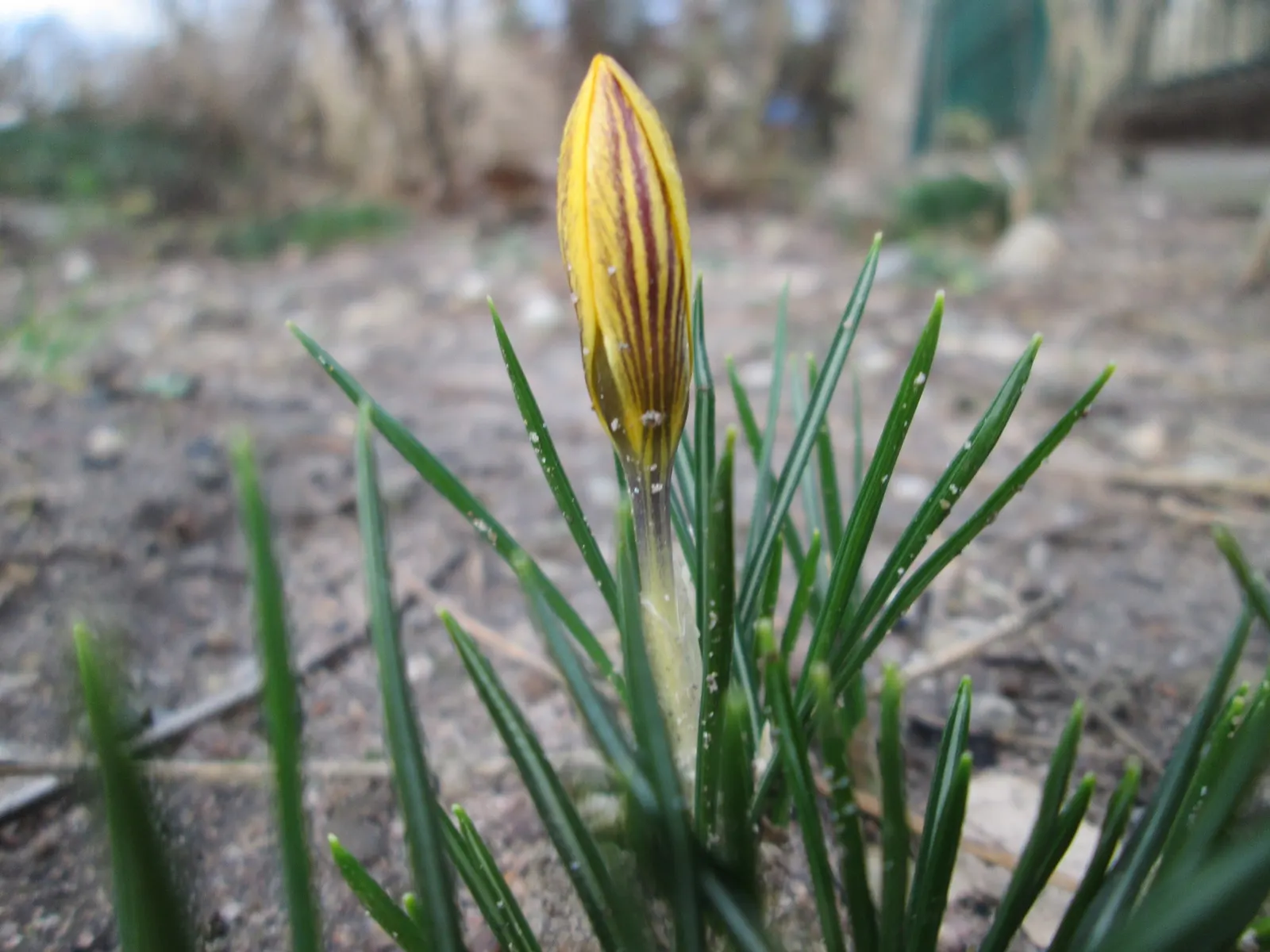 Snow Crocus (Crocus Chrysanthus) — lavender and purple and white and yellow flowers in the garden; plant bulbs at a depth of 3 inches, in, image 61