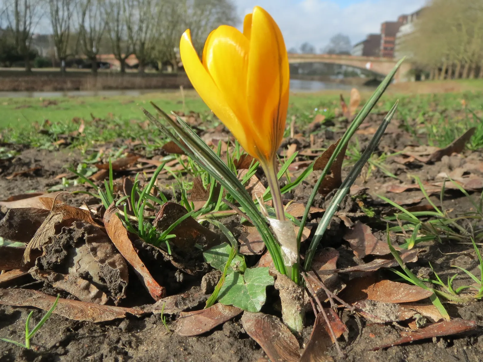 Snow Crocus (Crocus Chrysanthus) — The cup-shaped flowers perched on slender stalks emerge from grass-like foliage that is finely textured; the, image 77