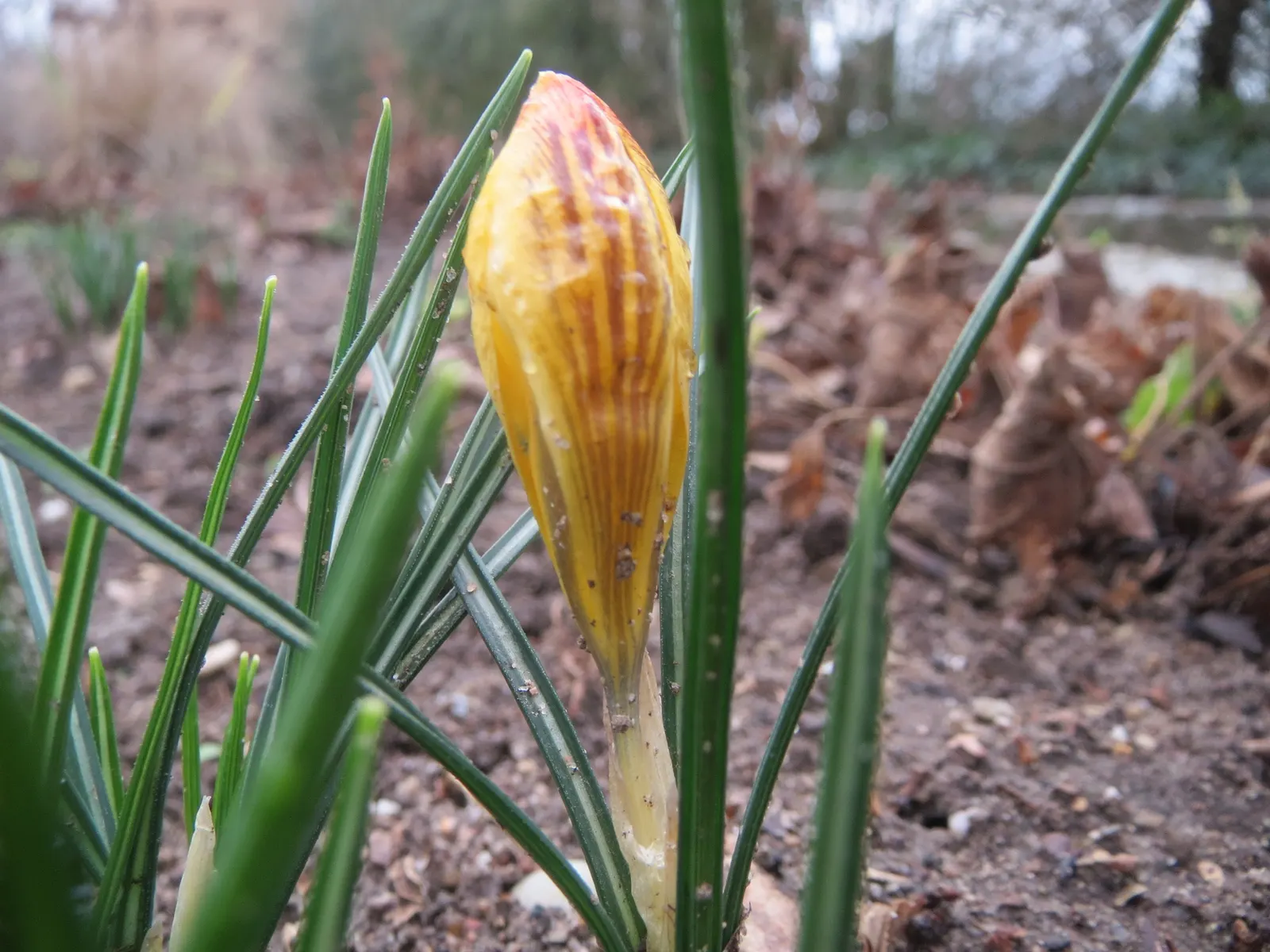 Snow Crocus (Crocus Chrysanthus) — the Snow Crocus reaches a modest height of 3 to 4 inches and bears a width of approximately 2 to 3 inches, image 135