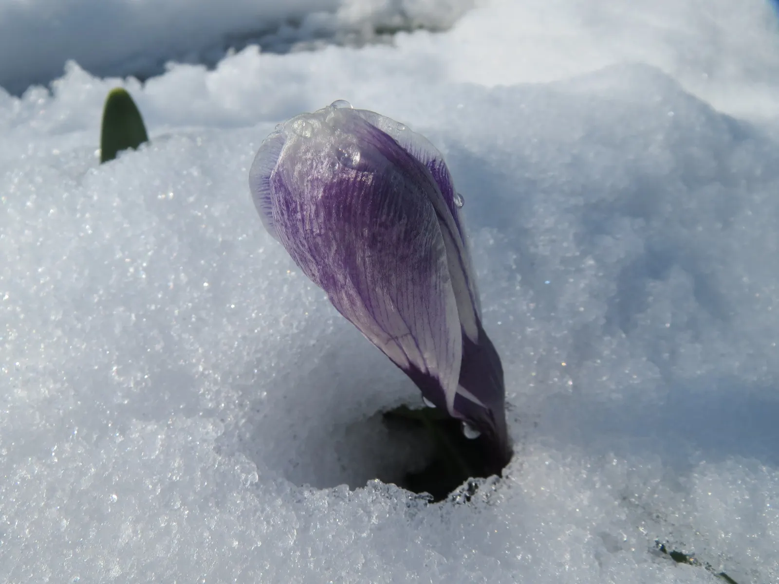 Snow Crocus (Crocus Chrysanthus) — lavender and purple and white and yellow flowers in the garden; plant bulbs at a depth of 3 inches, in, image 82