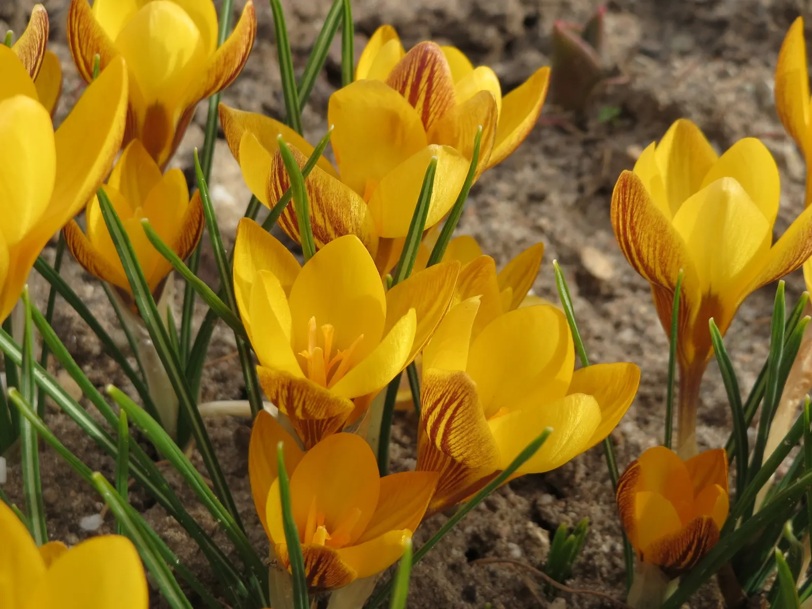 Snow Crocus (Crocus Chrysanthus) — lavender and purple and white and yellow flowers in the garden; plant bulbs at a depth of 3 inches, in well-drained soil for