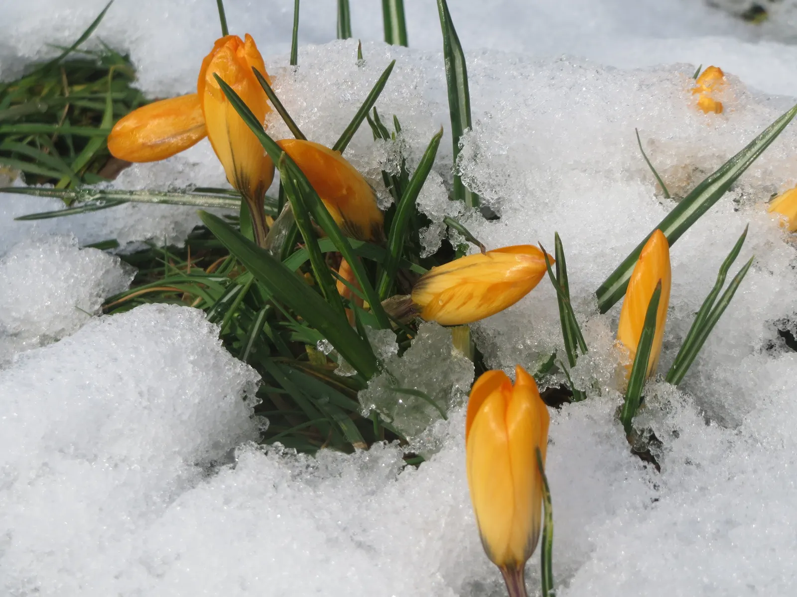 Snow Crocus (Crocus Chrysanthus) — the Snow Crocus reaches a modest height of 3 to 4 inches and bears a width of approximately 2 to 3 inches, image 51