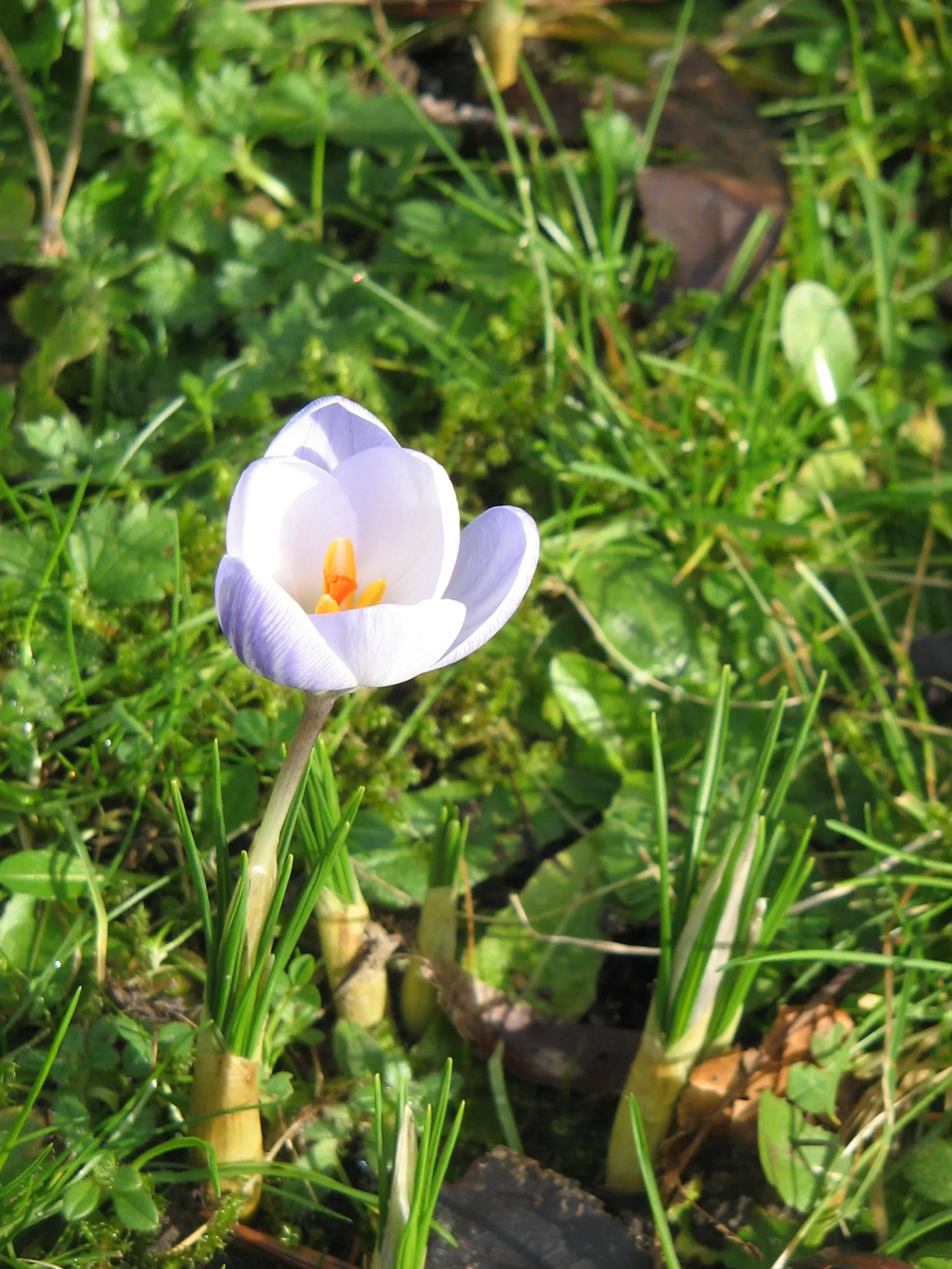Snow Crocus (Crocus Chrysanthus) — The cup-shaped flowers perched on slender stalks emerge from grass-like foliage that is finely textured; the, image 119