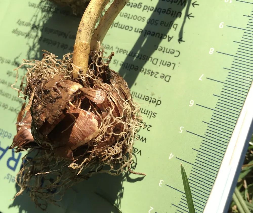 Snow Crocus (Crocus Chrysanthus) — They are best planted in clusters or drifts; plant bulbs at a depth of 3 inches, in well-drained soil for a, image 79