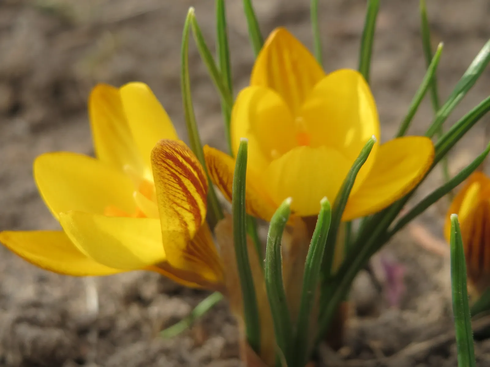 Snow Crocus (Crocus Chrysanthus) — is a delightful harbinger of spring; plant bulbs at a depth of 3 inches, in well-drained soil for a splash of, image 49