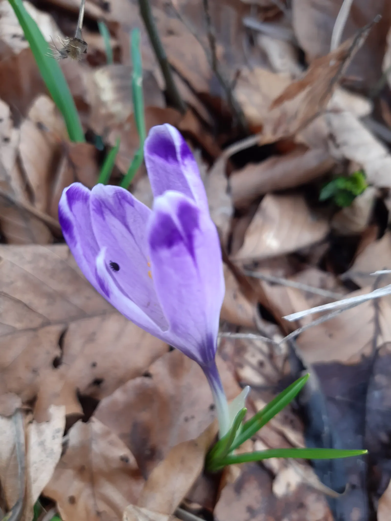 Snow Crocus (Crocus Chrysanthus) — scientifically named Crocus chrysanthus; contributing to a thriving ecosystem within your client's garden, image 90