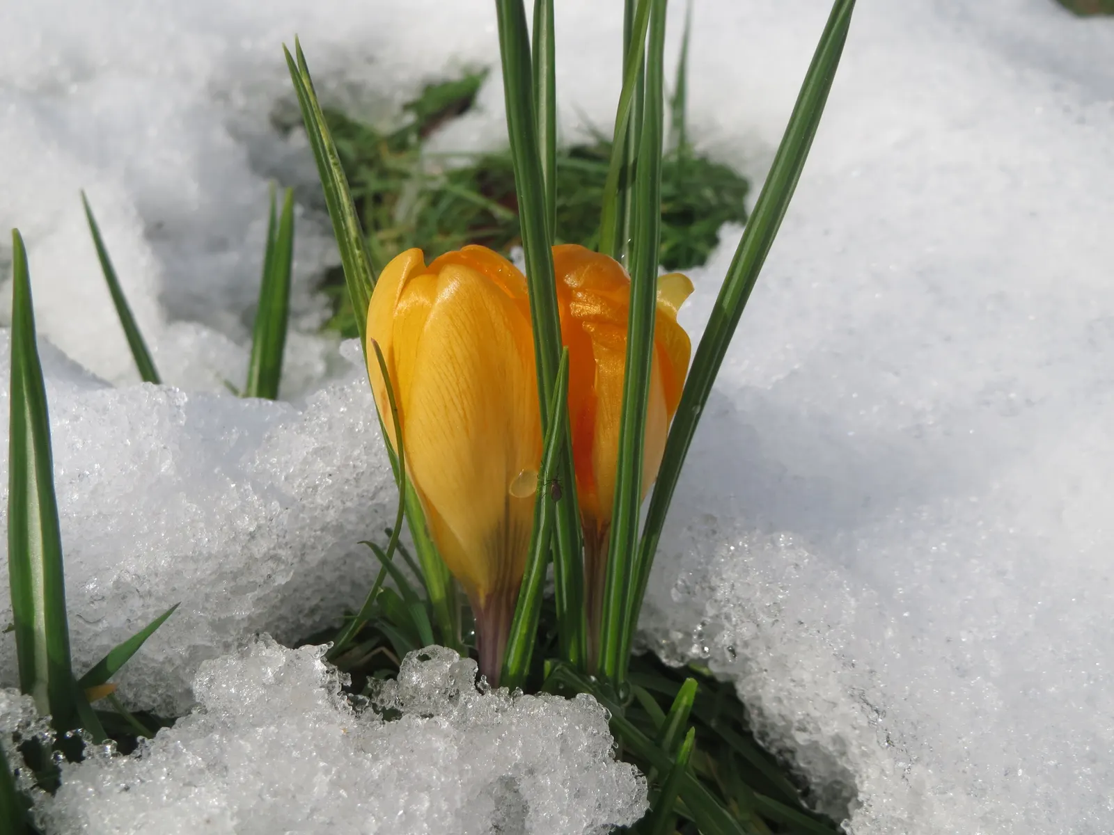 Snow Crocus (Crocus Chrysanthus) — bulb for full or half; contributing to a thriving ecosystem within your client's garden sanctuary, image 63
