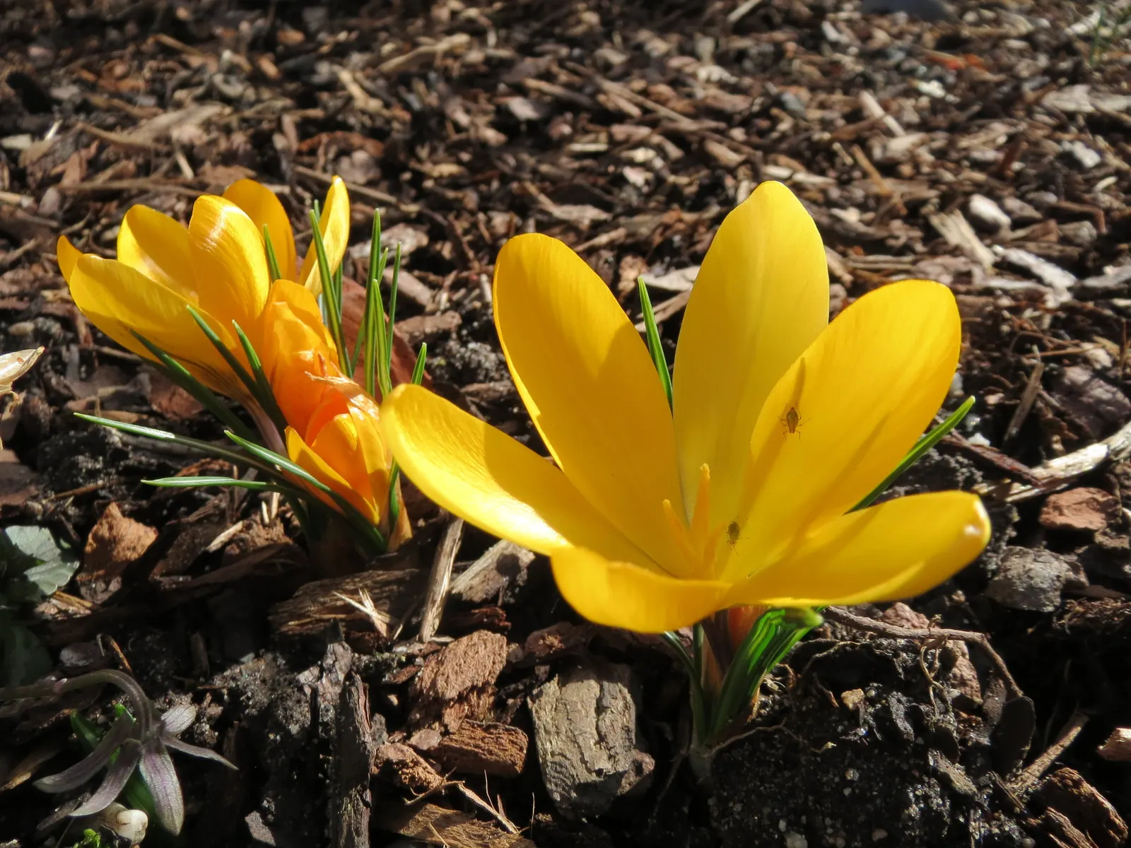 Snow Crocus (Crocus Chrysanthus) — The flowers come in a splendid array, image 137