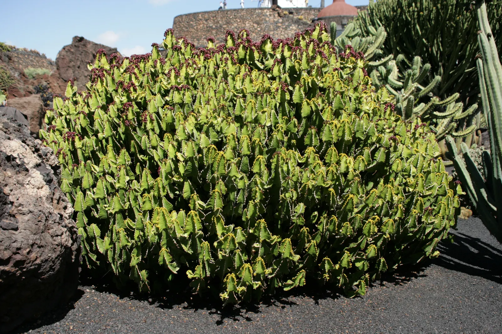 Candelabra Tree (Euphorbia Ingens) — typically numbering between 4 and 12; throughout spring to early summer, image 61