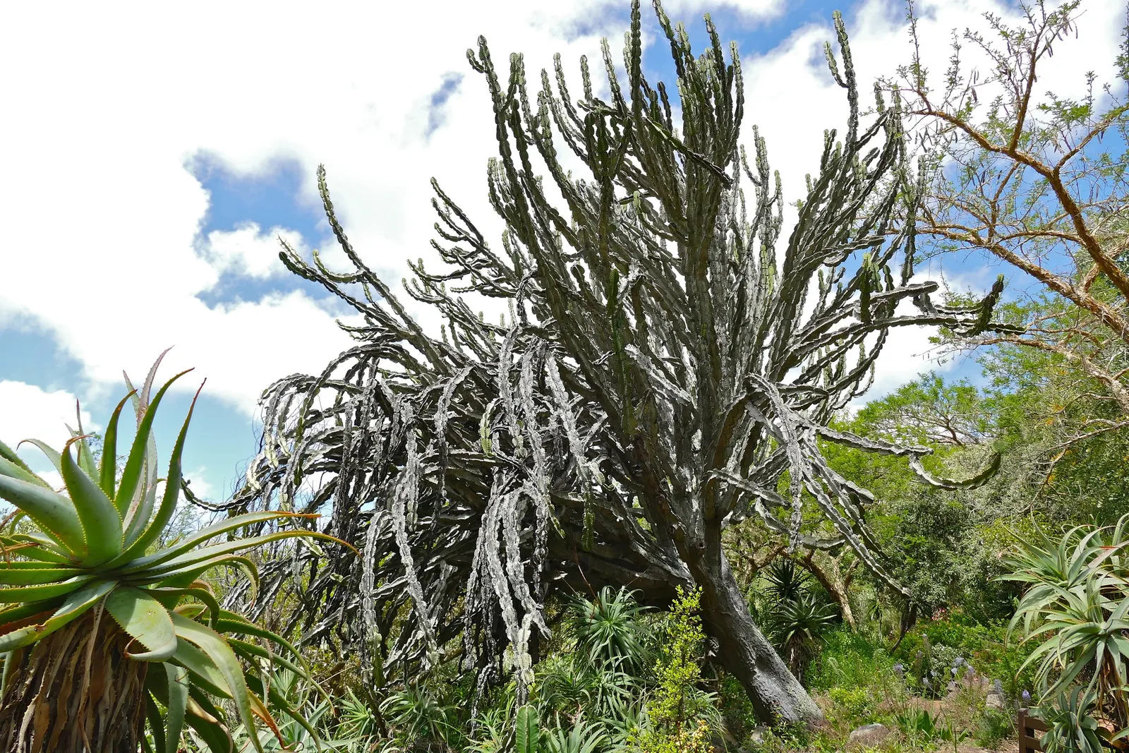 Candelabra Tree (Euphorbia Ingens) — bear a strong resemblance to the spire-like arms of a candelabra; with its bold silhouette and low water needs, image 110