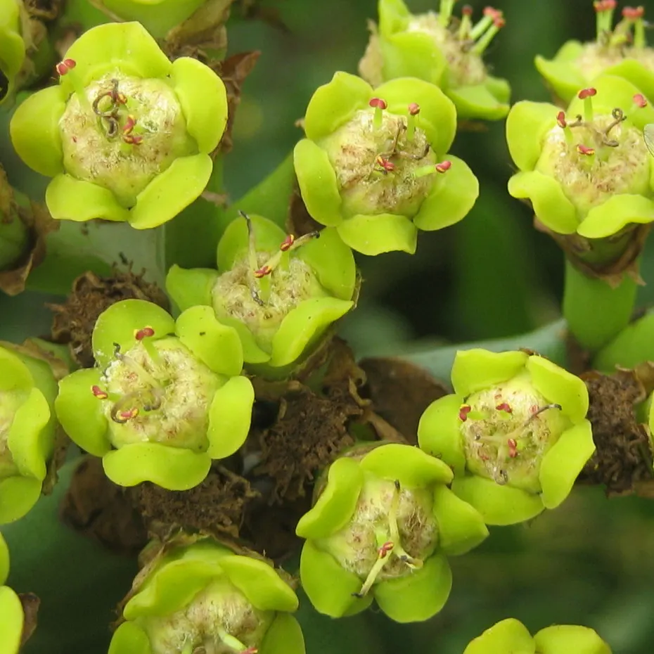 Candelabra Tree (Euphorbia Ingens) — Ideal as a focal point in xeriscapes, ensure ample space to accommodate its grand silhouette; lending to the, image 102