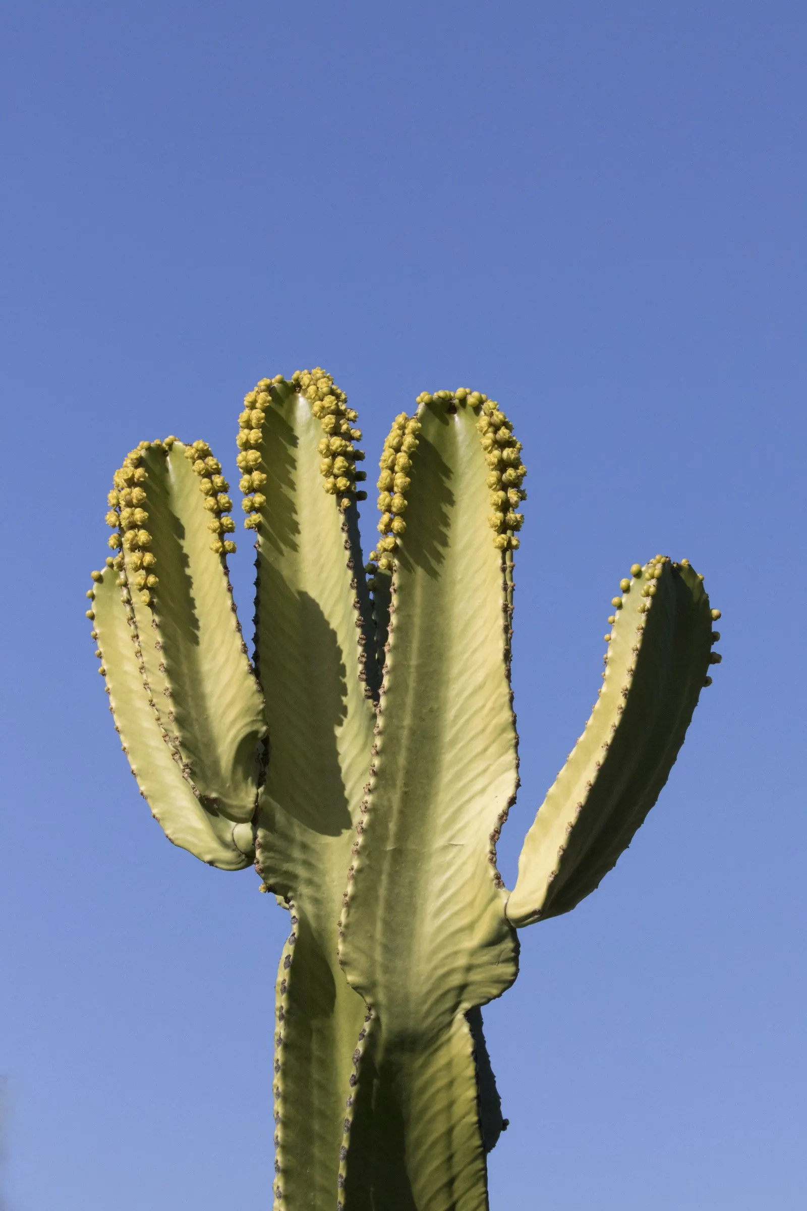 Candelabra Tree (Euphorbia Ingens) — the Euphorbia ingens produces small yellowish-green flowers at the branch tips; maintain a distance from, image 89