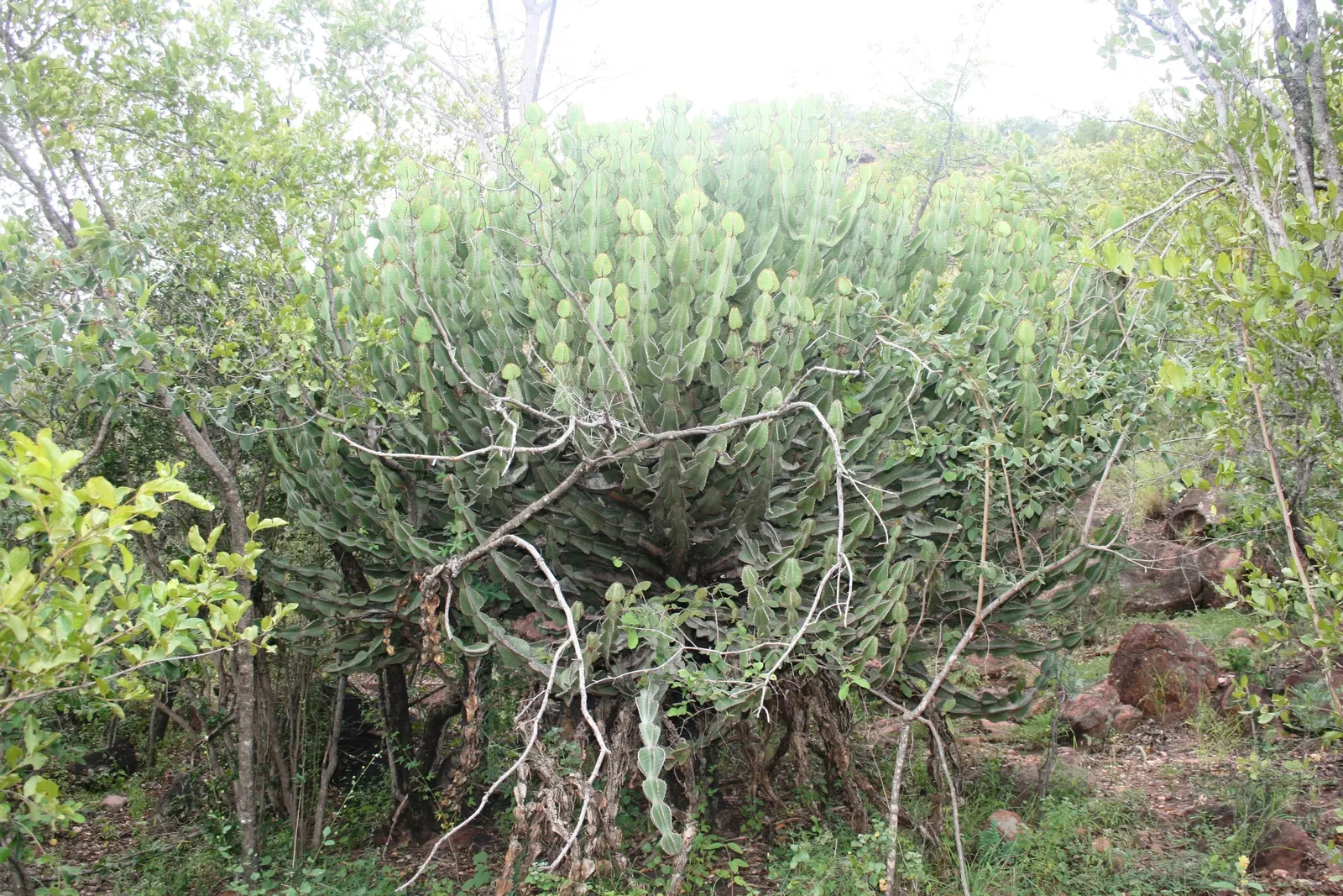 Candelabra Tree (Euphorbia Ingens) — commonly referred to as the Candelabra Tree; needing only occasional watering during prolonged dry spells, image 55