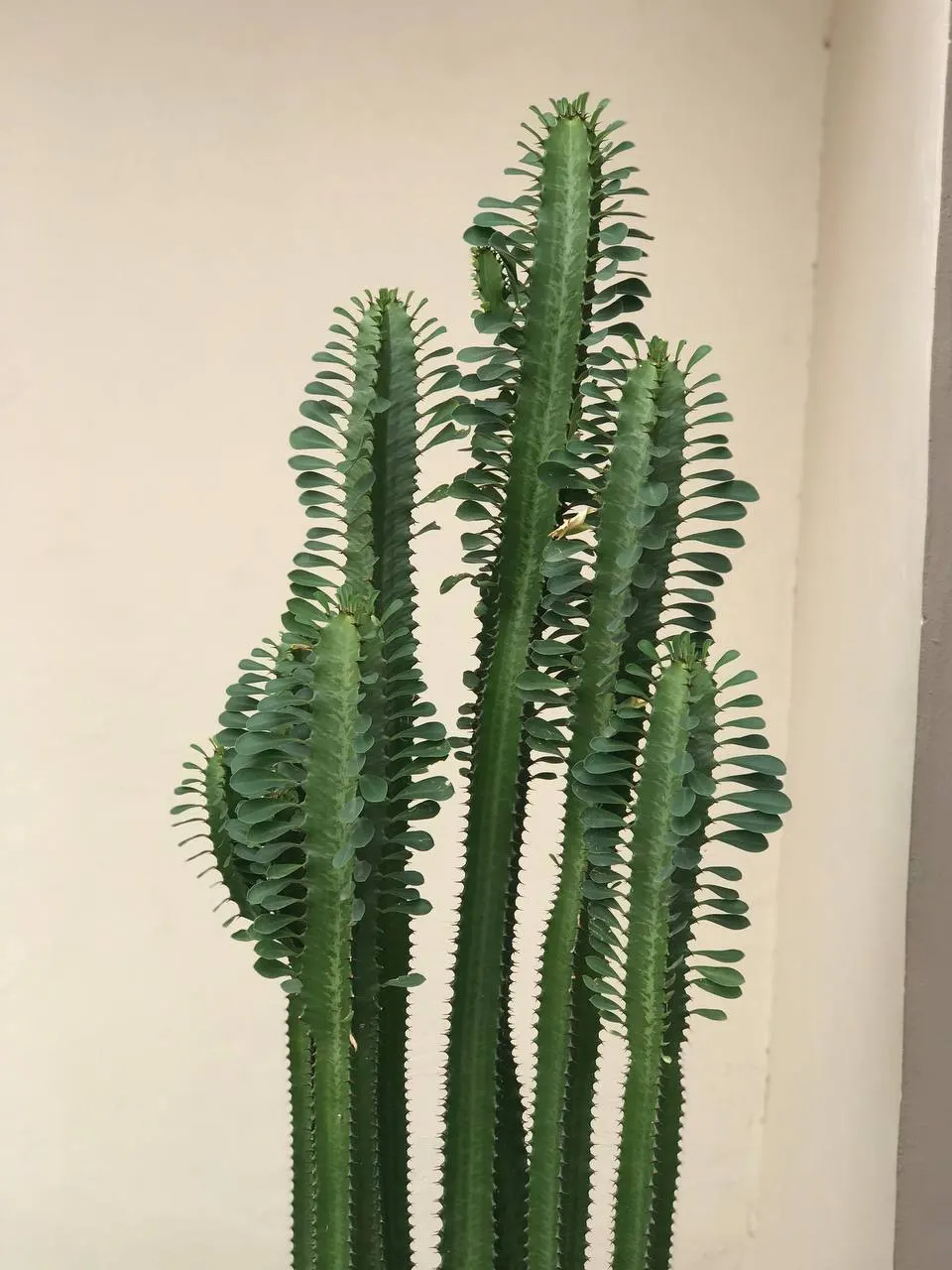 Candelabra Tree (Euphorbia Ingens) — maintain a distance from walkways and sitting areas; the Euphorbia ingens produces small yellowish-green, image 92