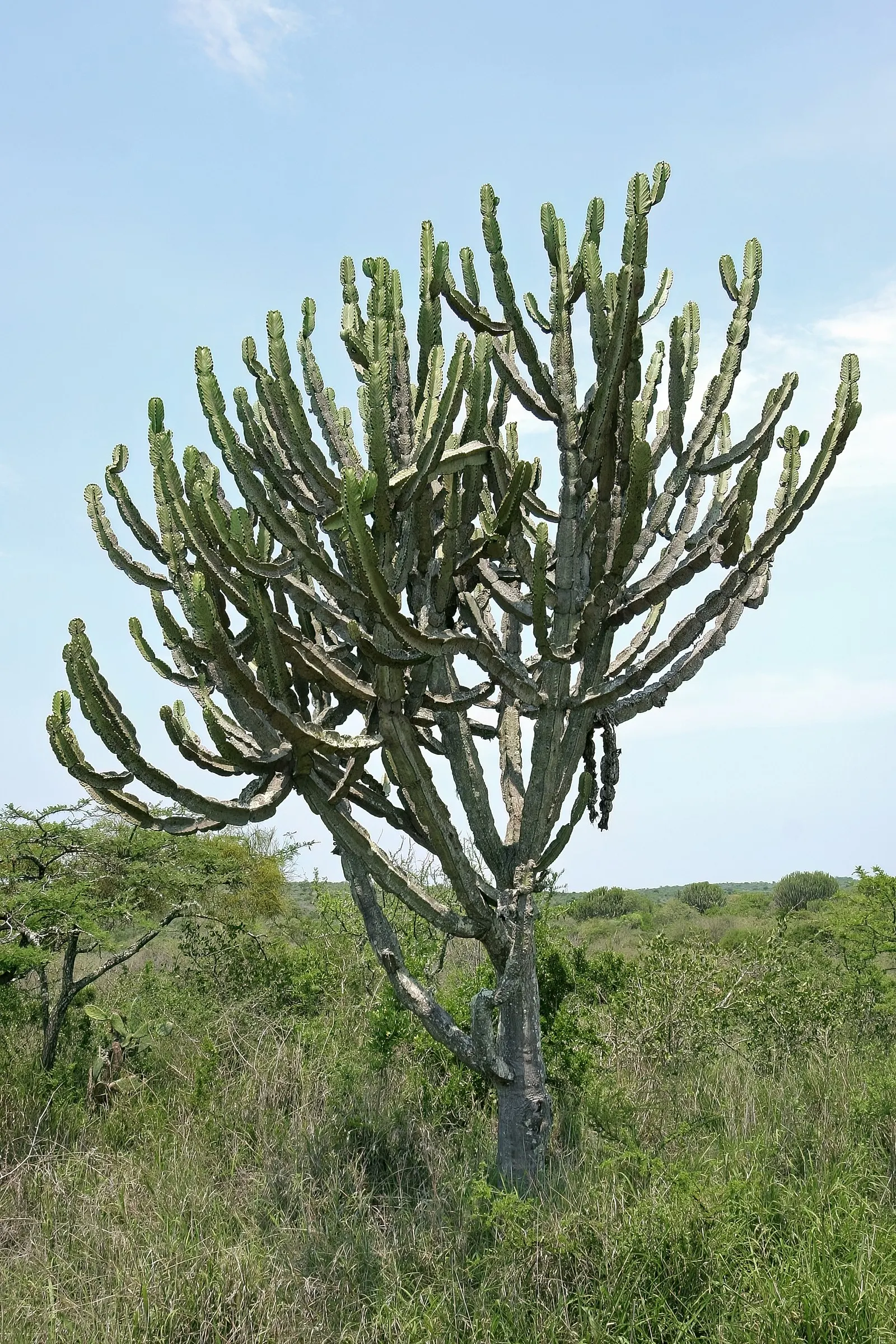 Candelabra Tree (Euphorbia Ingens) — needing only occasional watering during prolonged dry spells; commonly referred to as the Candelabra Tree, image 118