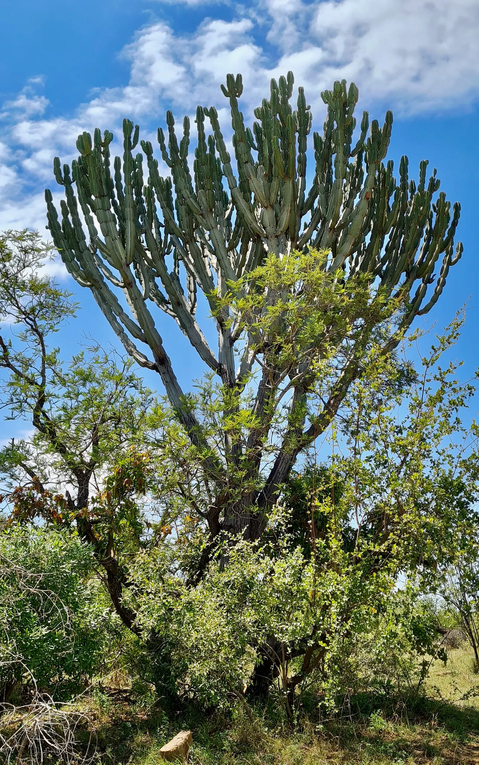 Candelabra Tree (Euphorbia Ingens) — Due to its potential growth size; indigenous to South Africa, it reaches heights of 30-40 feet with branches, image 114