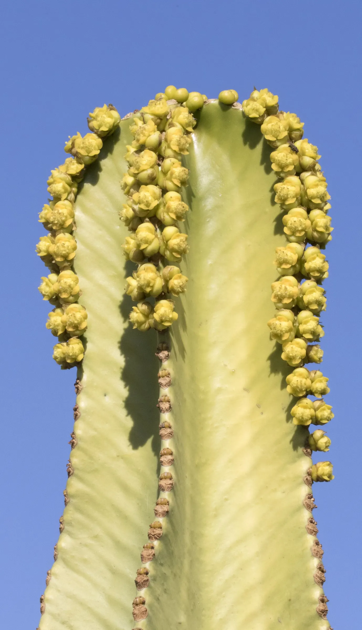 Candelabra Tree (Euphorbia Ingens) — Due to its potential growth size; indigenous to South Africa, it reaches heights of 30-40 feet with branches, image 90