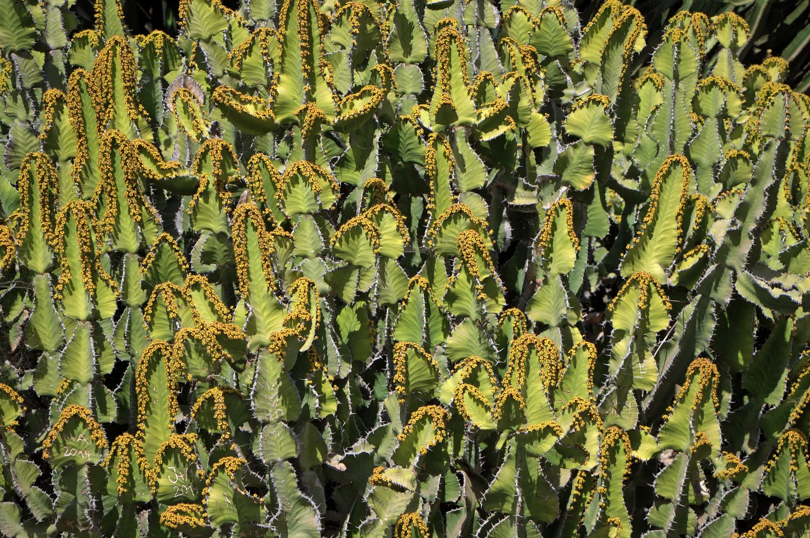 Candelabra Tree (Euphorbia Ingens) — it is crucial to allocate ample space within the design to accommodate its mature dimensions