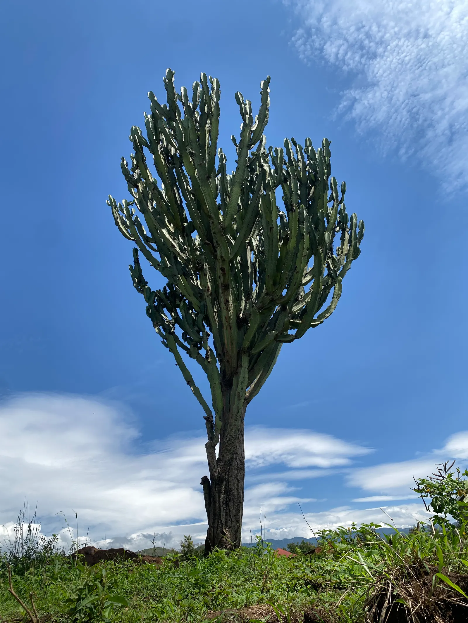 Candelabra Tree (Euphorbia Ingens) — typically numbering between 4 and 12; throughout spring to early summer, image 85