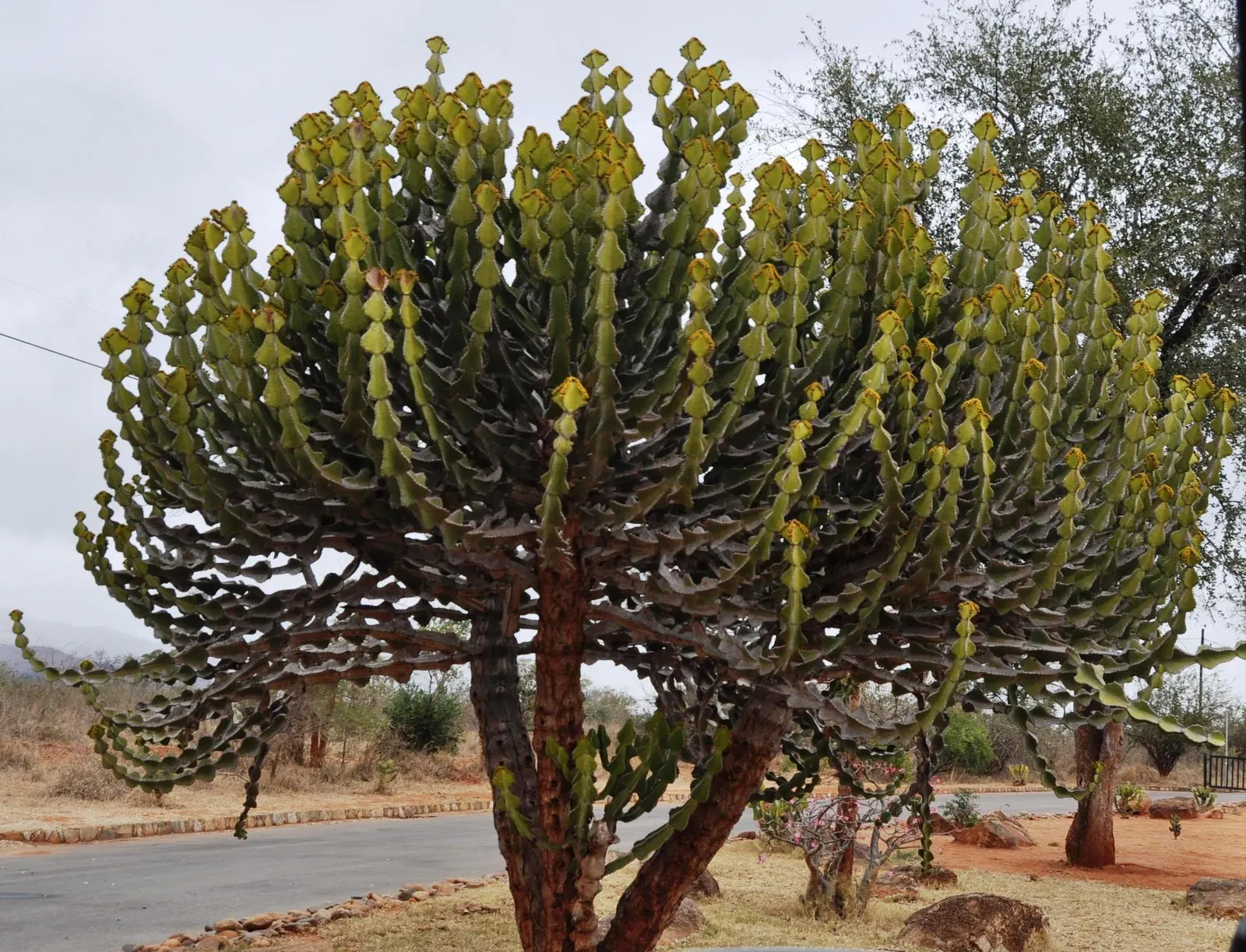Candelabra Tree (Euphorbia Ingens) — Ideal as a focal point in xeriscapes, ensure ample space to accommodate its grand silhouette; lending to the plant's