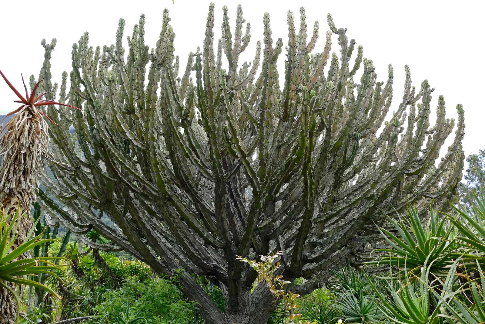Candelabra Tree (Euphorbia Ingens) — typically numbering between 4 and 12; throughout spring to early summer, image 109