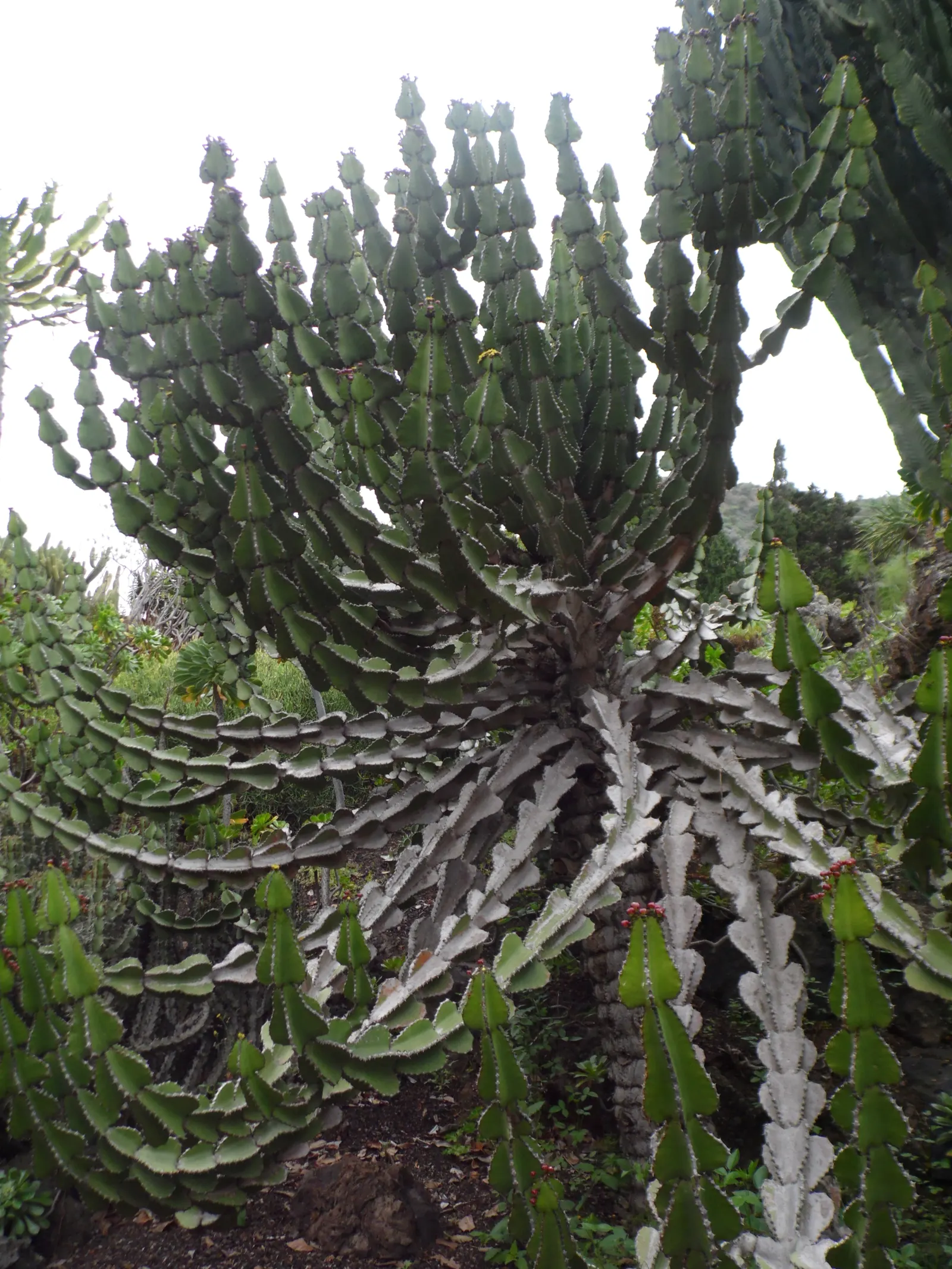 Candelabra Tree (Euphorbia Ingens) — Indigenous to South Africa, it reaches heights of 30-40 feet with branches spanning 1-1.5 feet in diameter, image 51