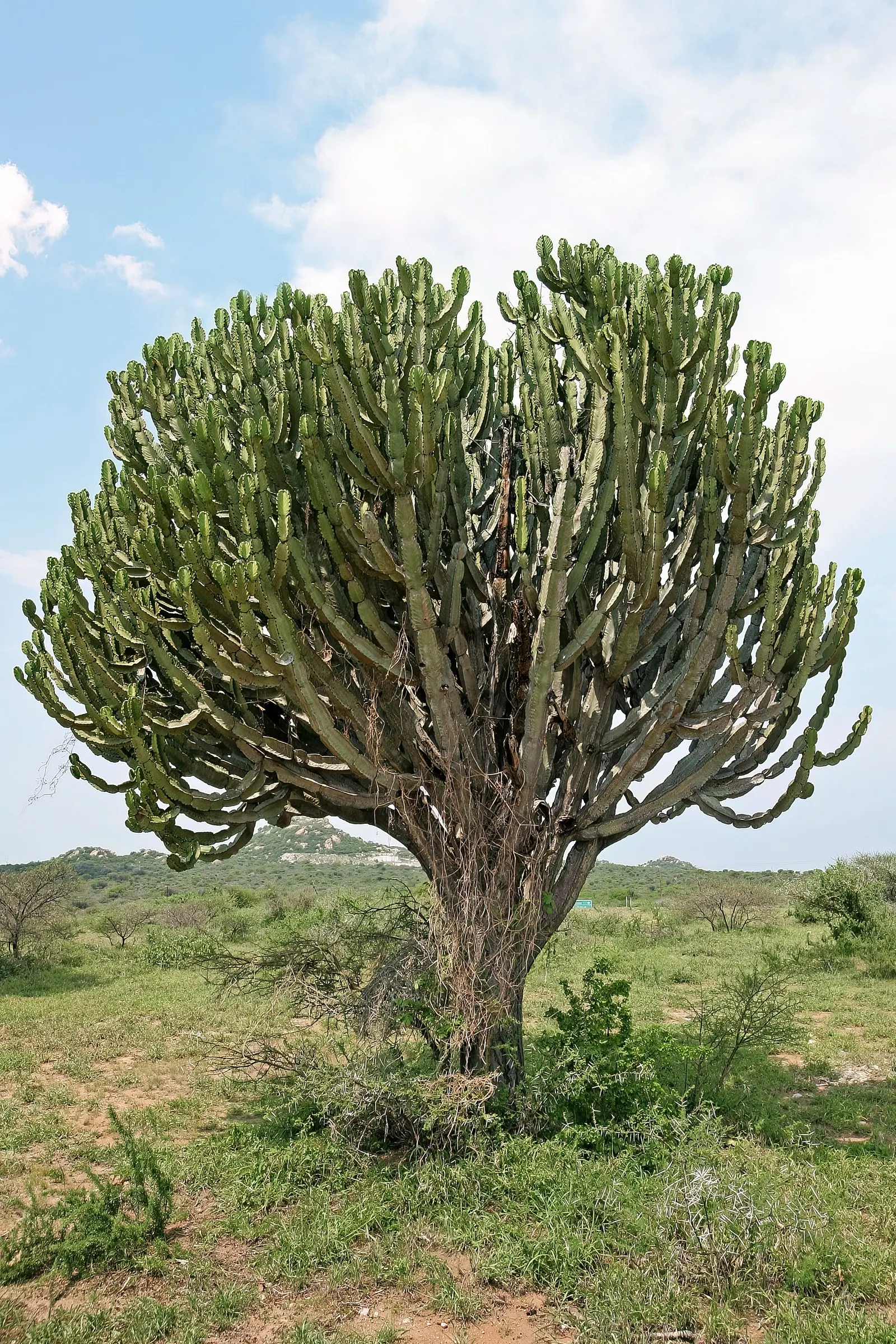 Candelabra Tree (Euphorbia Ingens) — maintain a distance from walkways and sitting areas; the Euphorbia ingens produces small yellowish-green, image 116