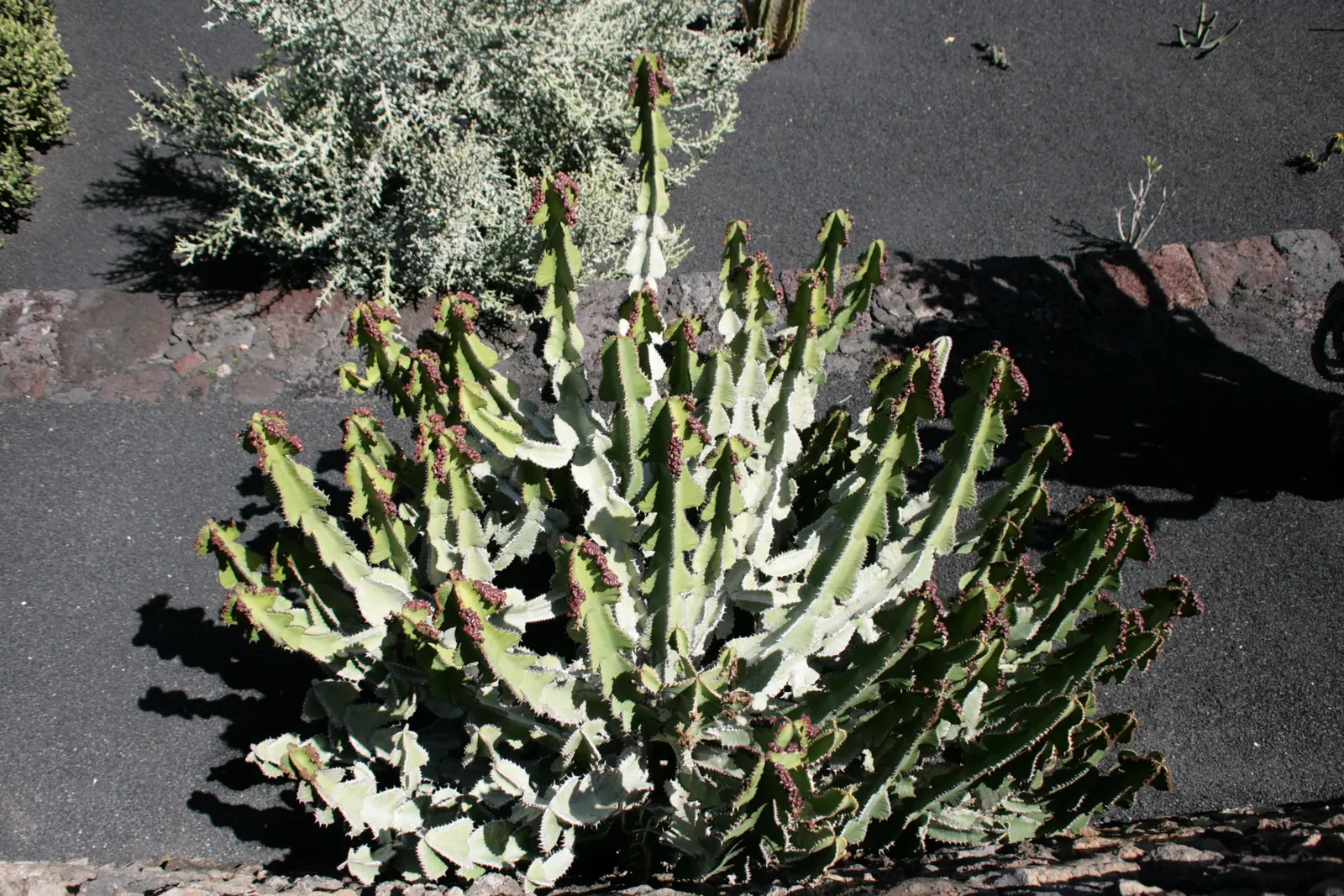 Candelabra Tree (Euphorbia Ingens) — with a spread of approximately 10 to 15 feet; it is well-suited to arid environments, image 60