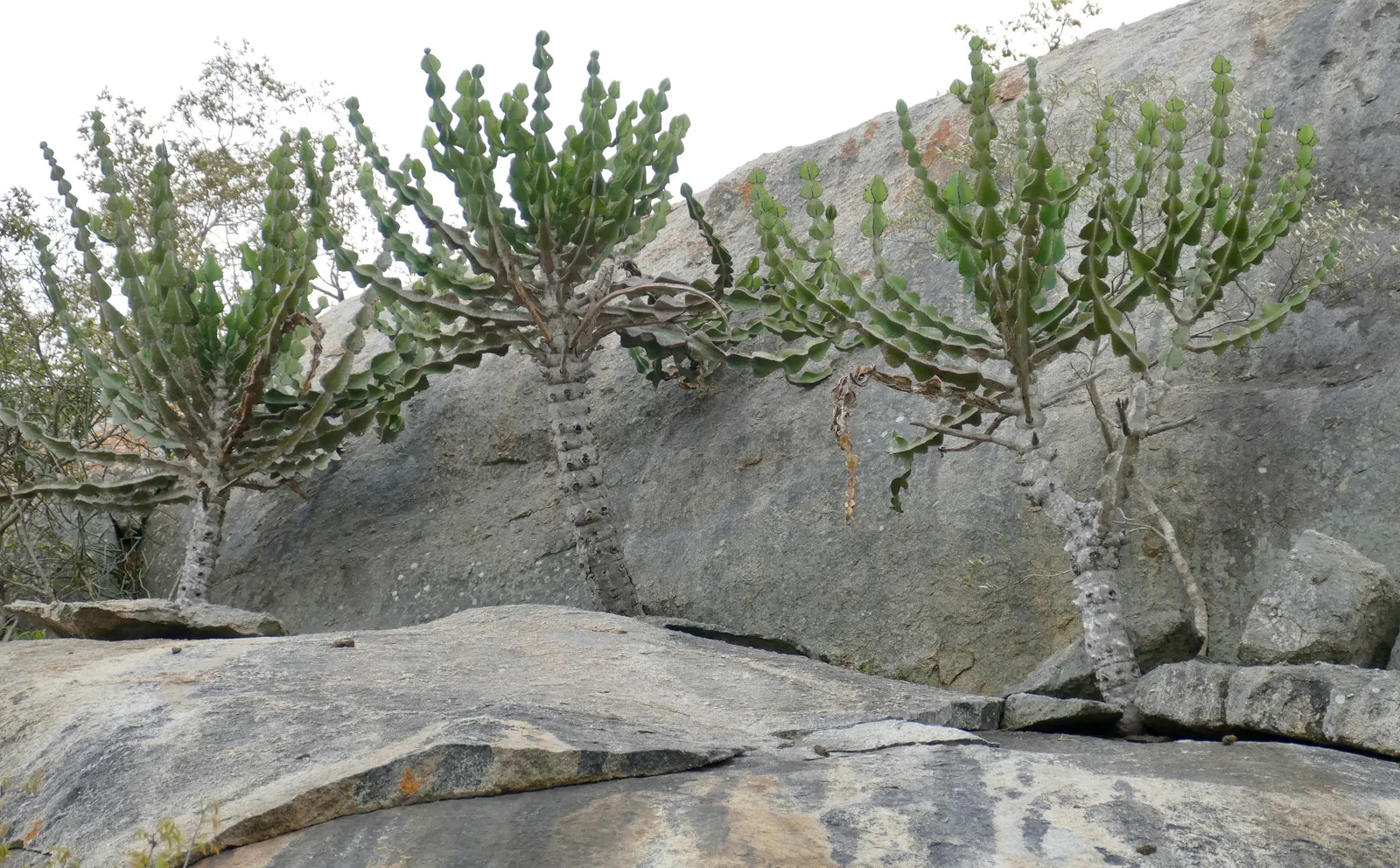 Candelabra Tree (Euphorbia Ingens) — branching structure resembling a candelabrum; the Candelabra Tree can reach up to 30 to 40 feet