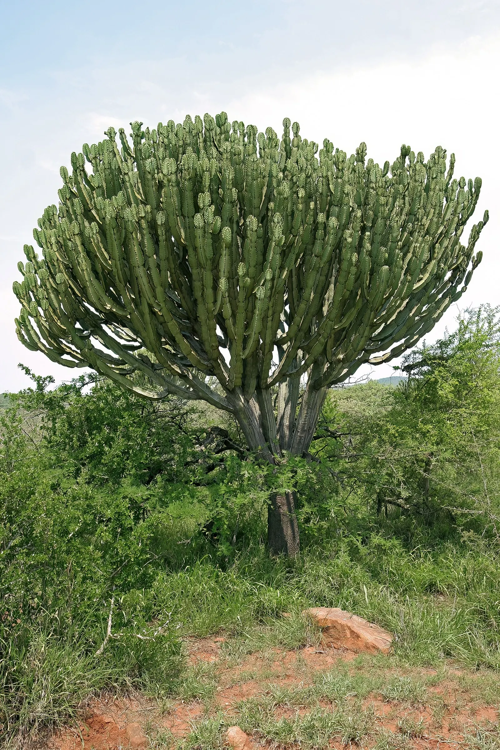 Candelabra Tree (Euphorbia Ingens) — branching structure resembling a candelabrum; the Candelabra Tree can reach up to 30 to 40 feet, image 122
