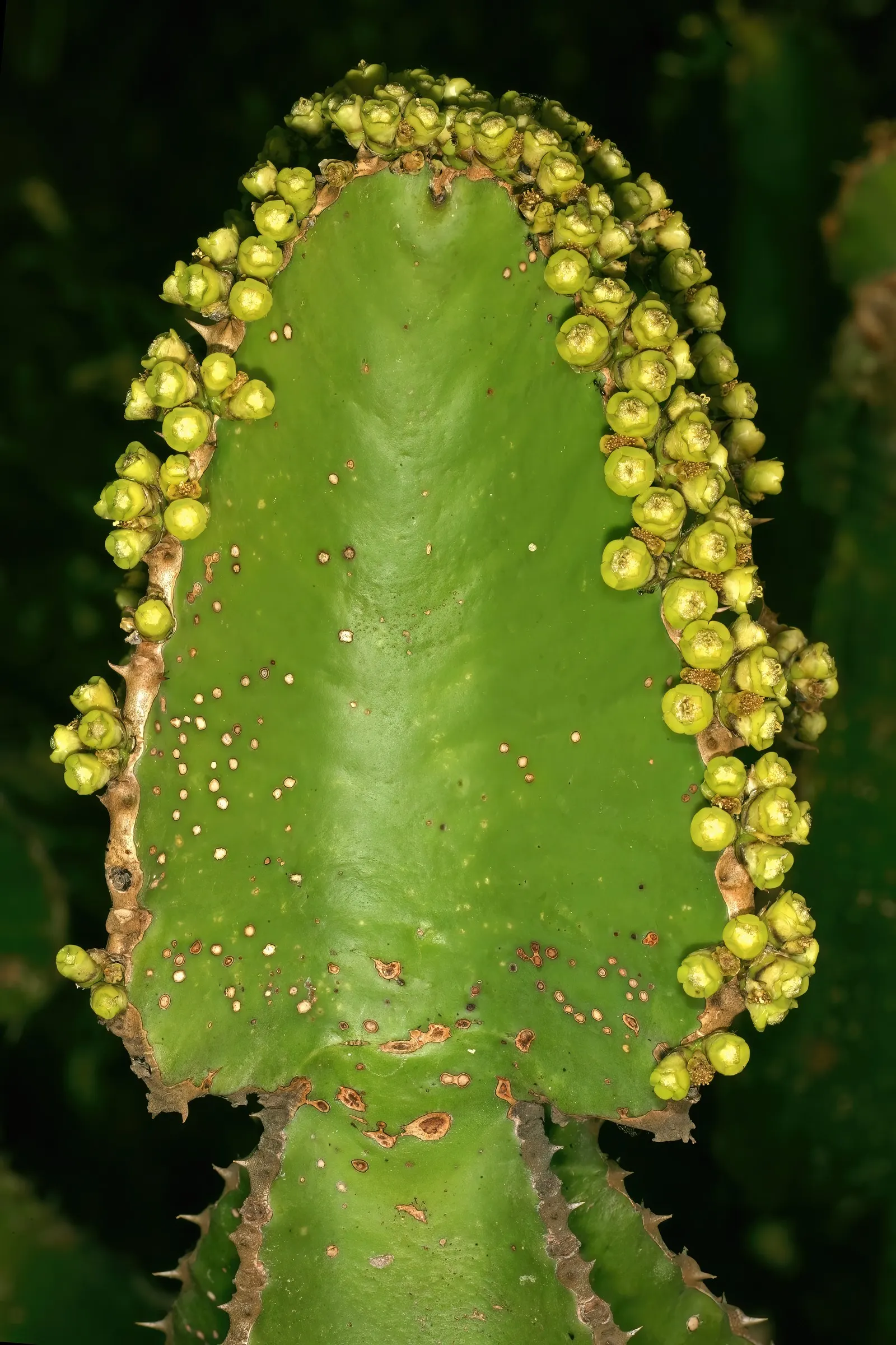 Candelabra Tree (Euphorbia Ingens) — the Euphorbia ingens produces small yellowish-green flowers at the branch tips; maintain a distance from walkways and
