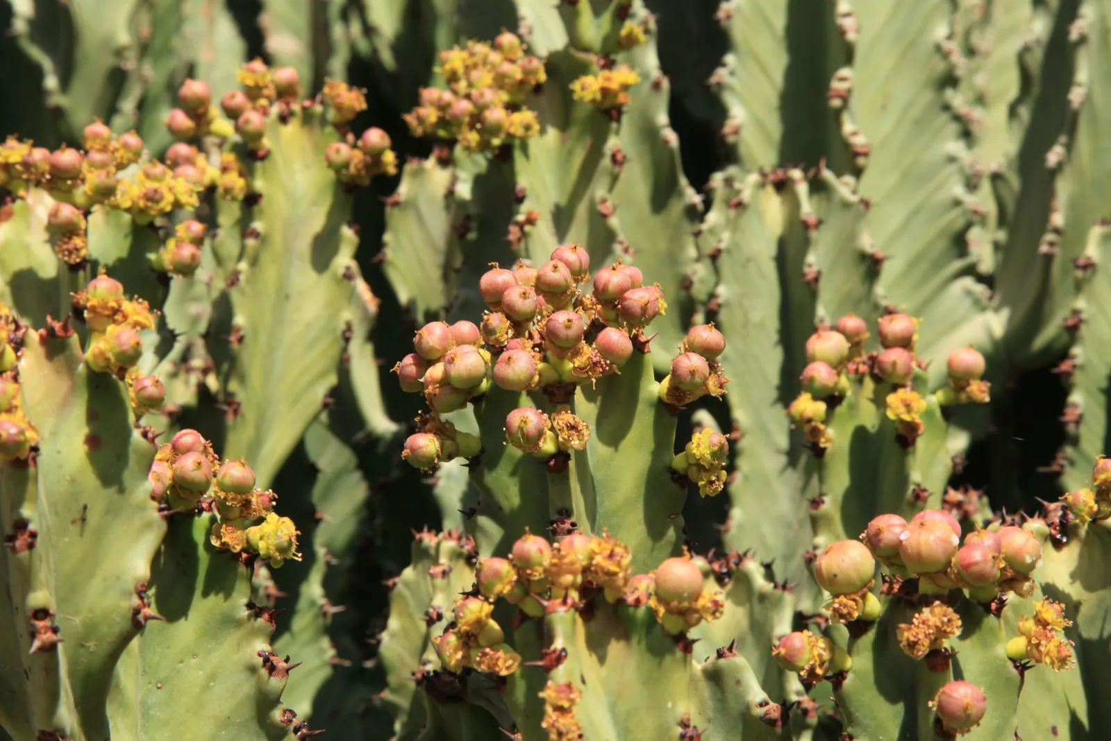 Candelabra Tree (Euphorbia Ingens) — it is crucial to allocate ample space within the design to accommodate its mature dimensions; making it a, image 115